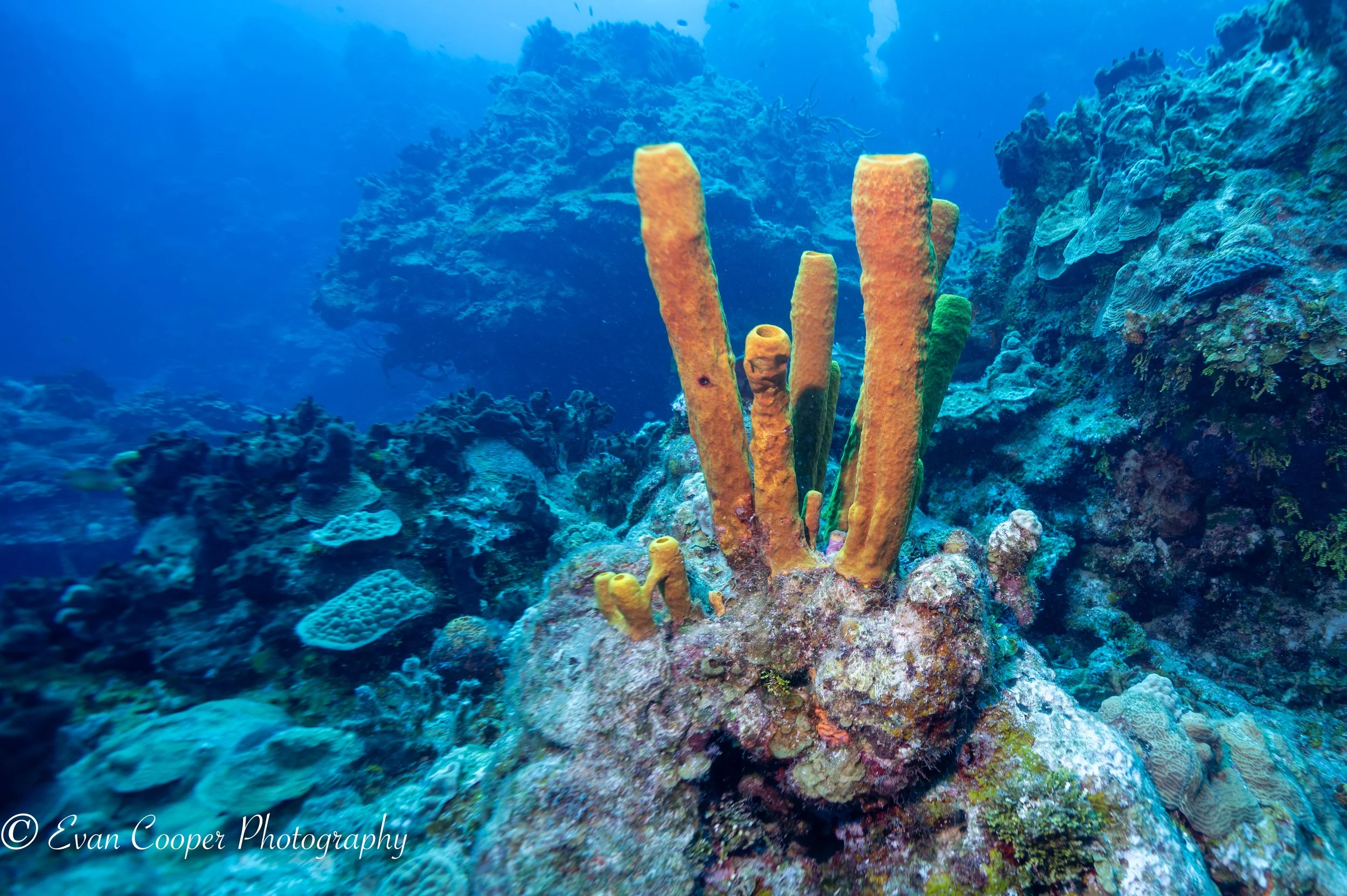 Cozumel Quick Edits-2.jpg