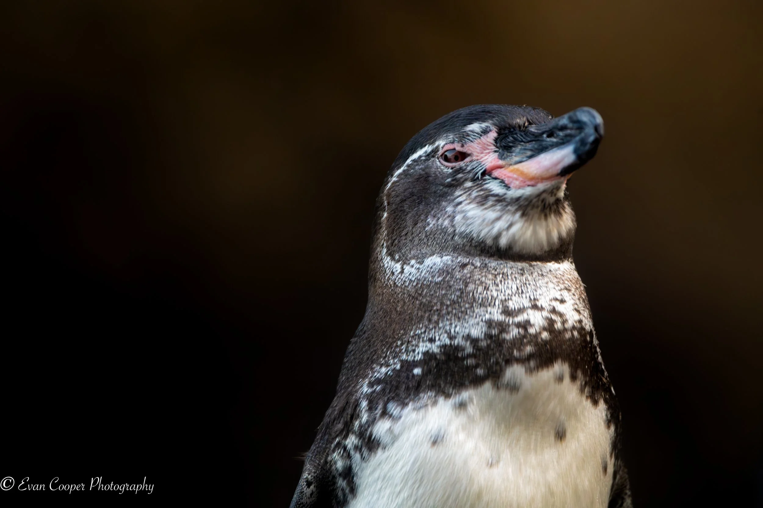 Penguin Close Up-1-2.jpg