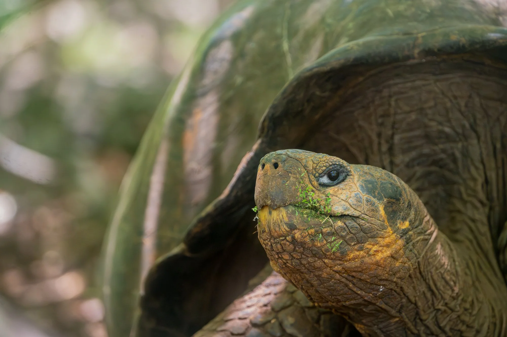 Galapagos Tortoise, San Cristobal Island