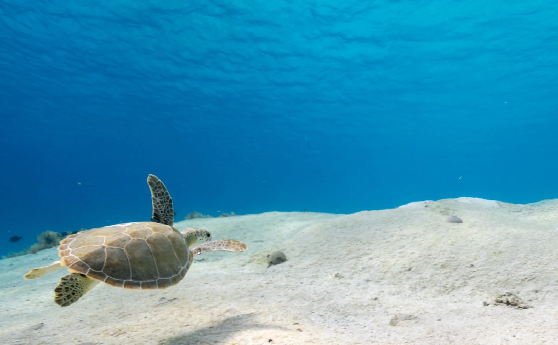 Green Turtle Moneyshot Bahamas Cropped.JPG