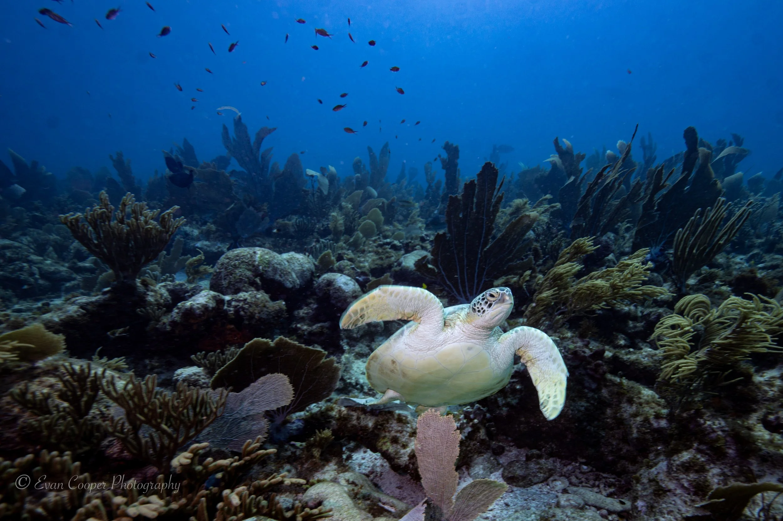 Turtle -1.jpg