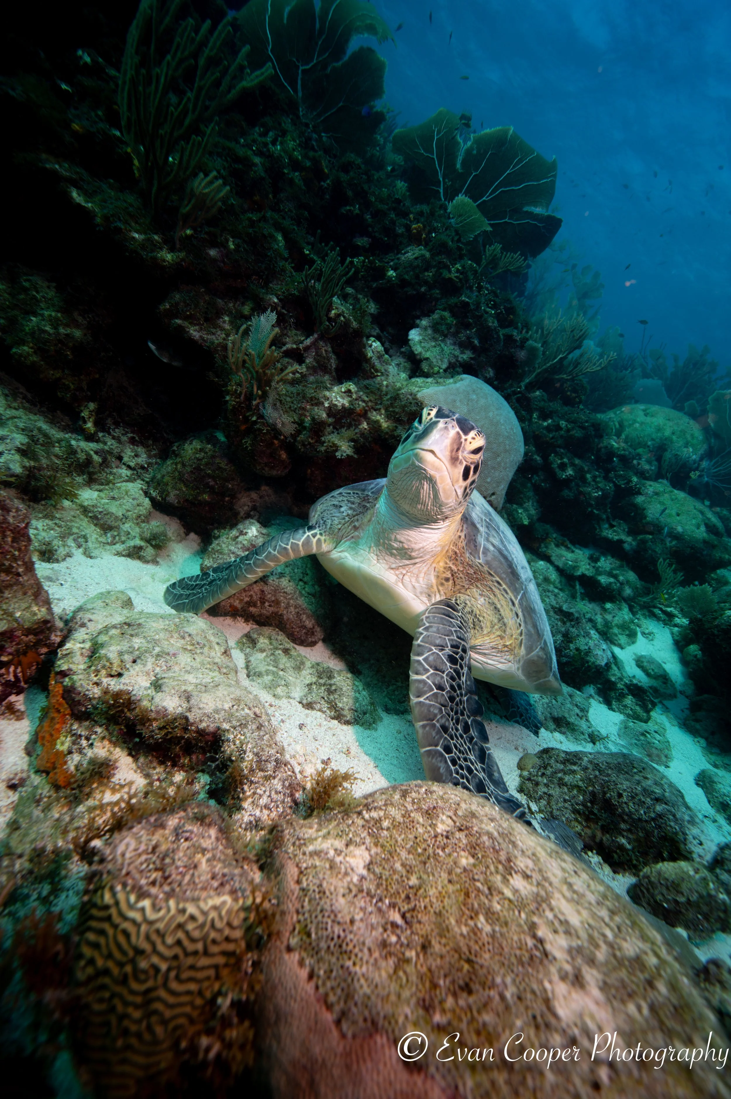 Fav Green Turtle Fuchi Dive Site Vertical-1.jpg