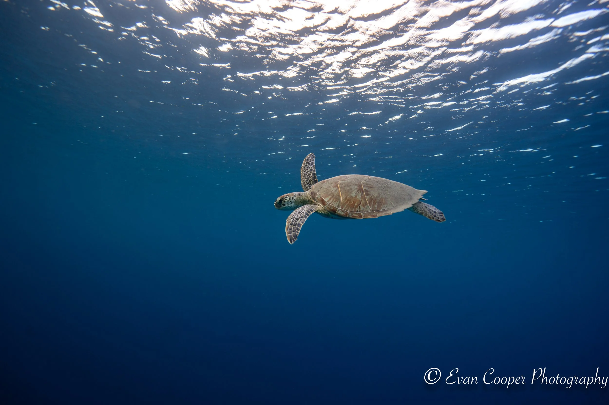 Little green near the surface, Bonaire.