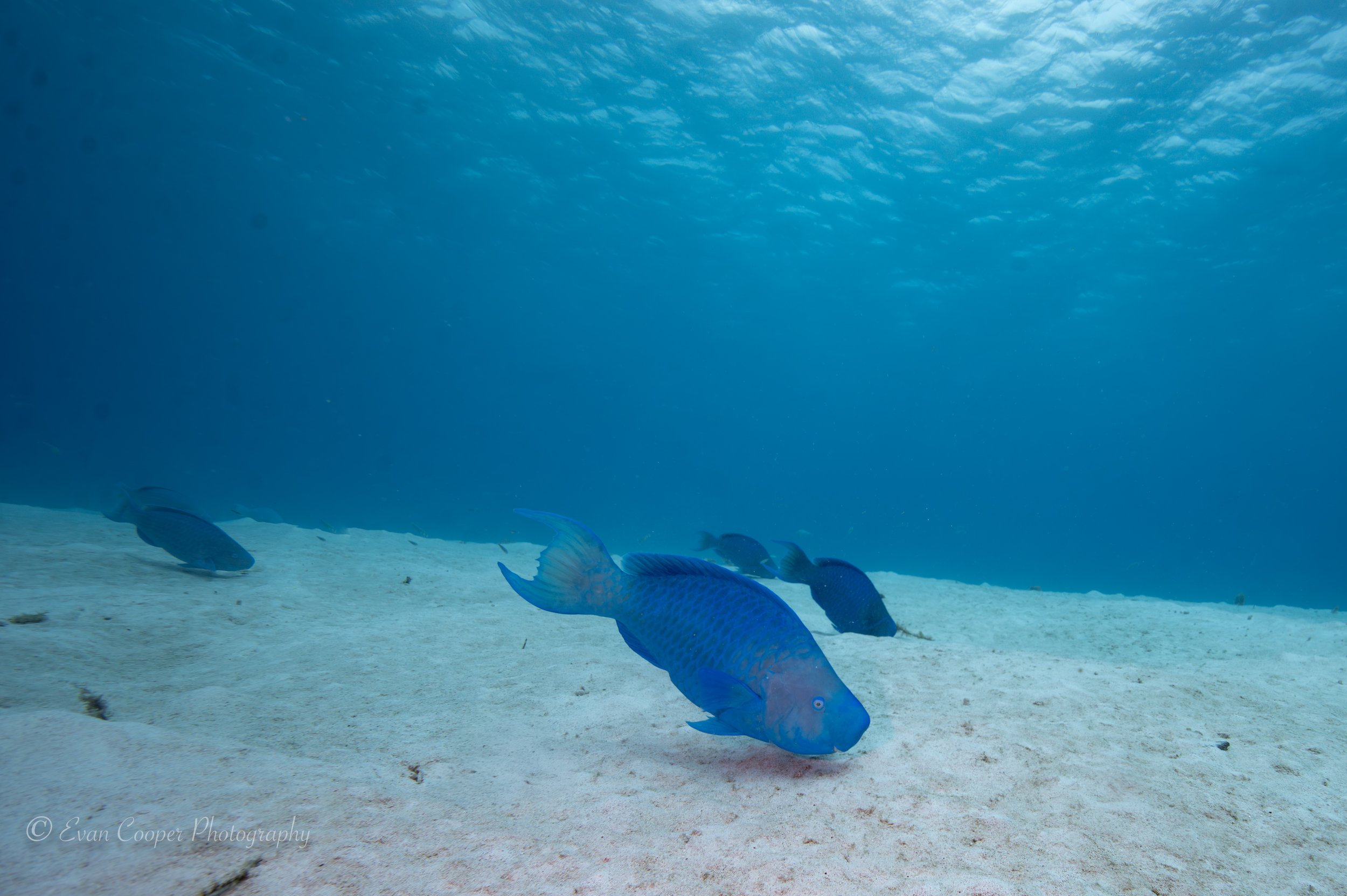 Blue Parrotfish Bonaire-1.jpg