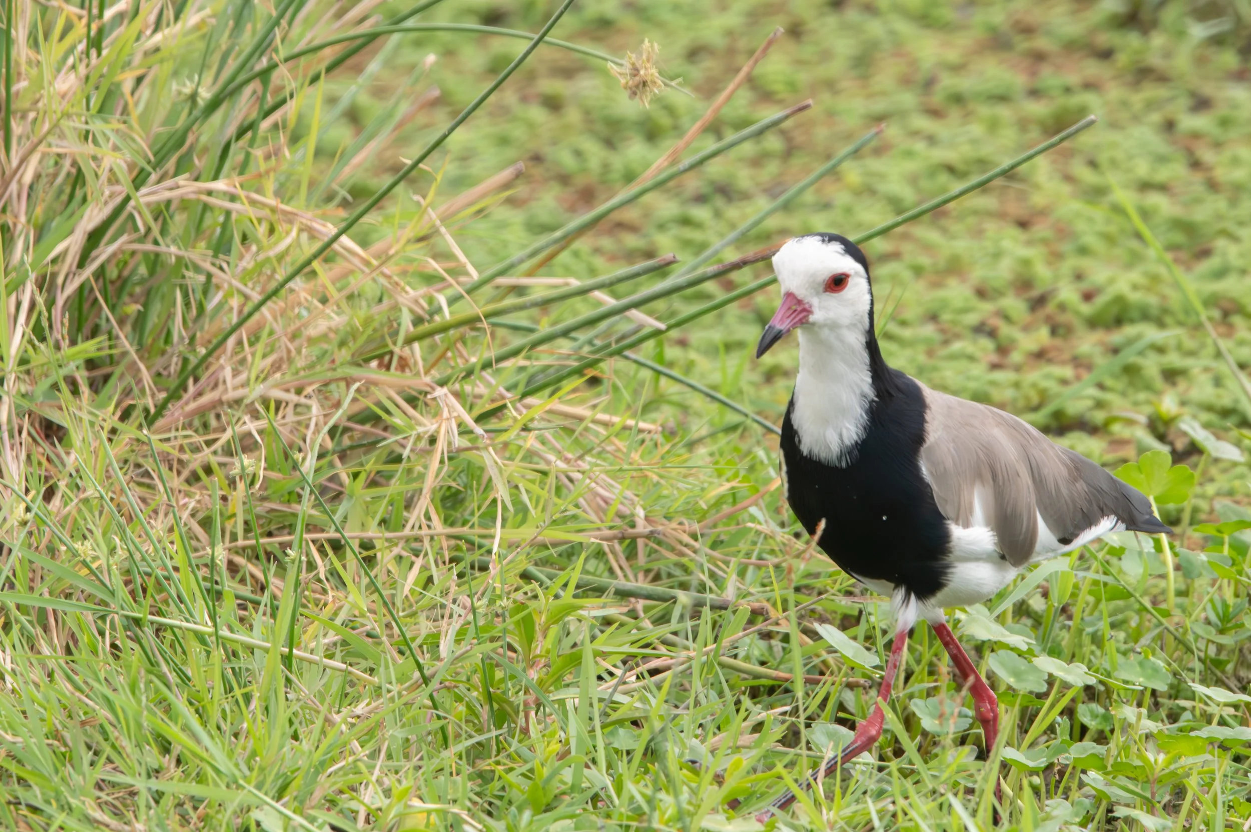 Lapwing, Kenya.