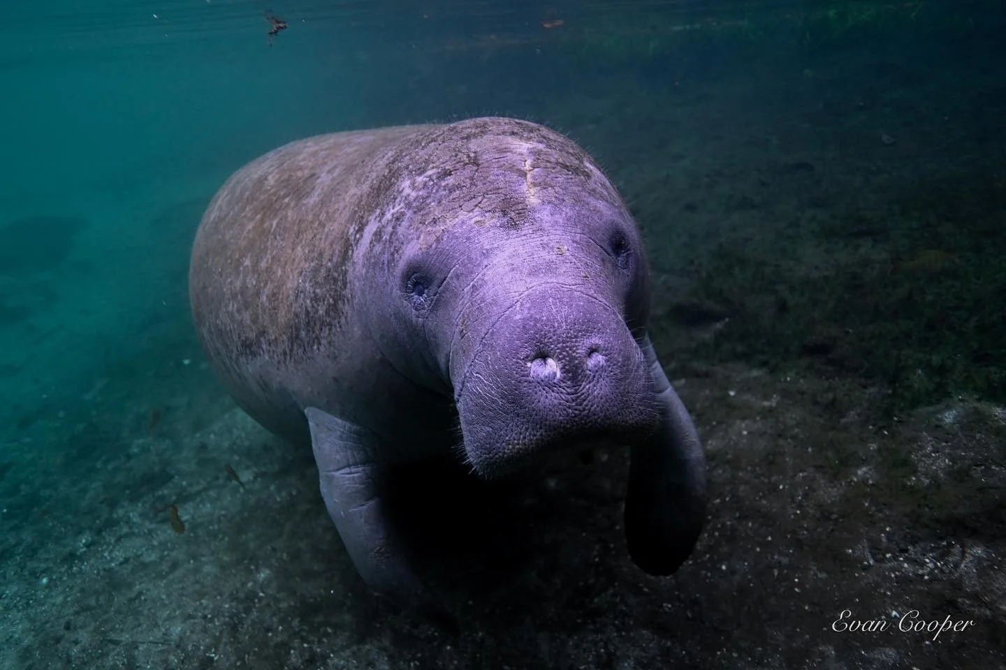 Manatee Itch 2022.jpg