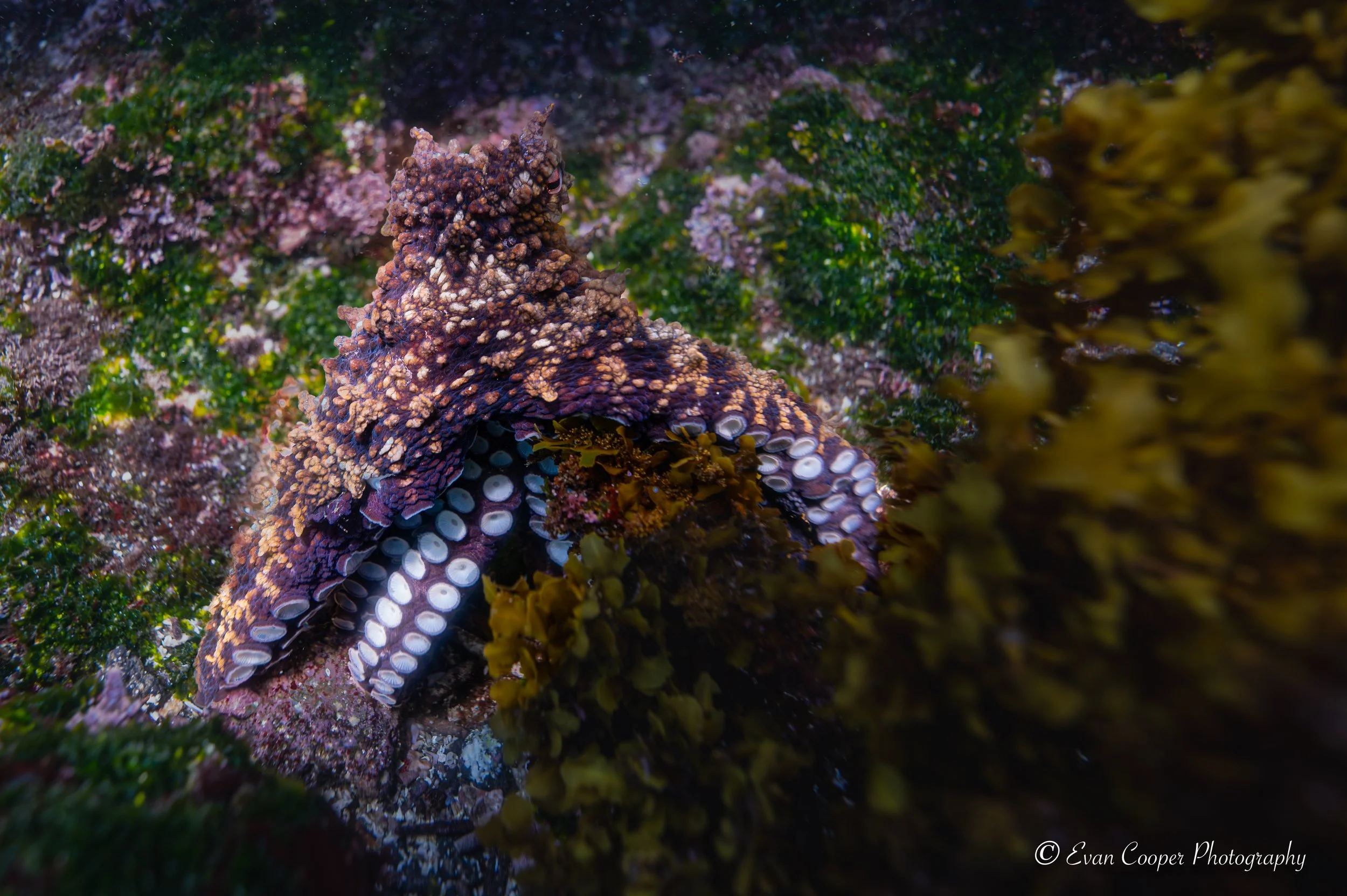 Octopus, Isabela Island