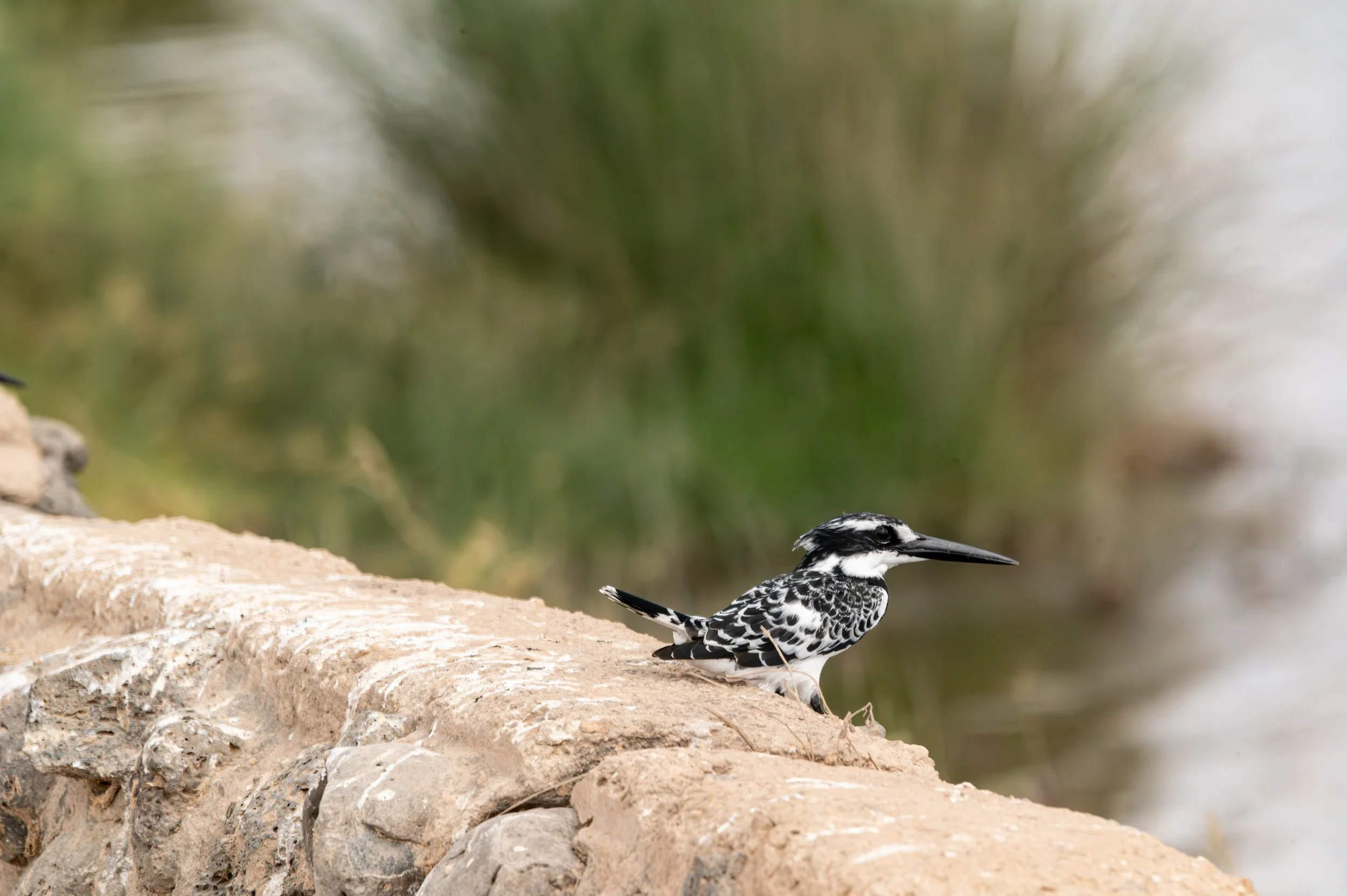 Pied Kingfisher, Kenya.