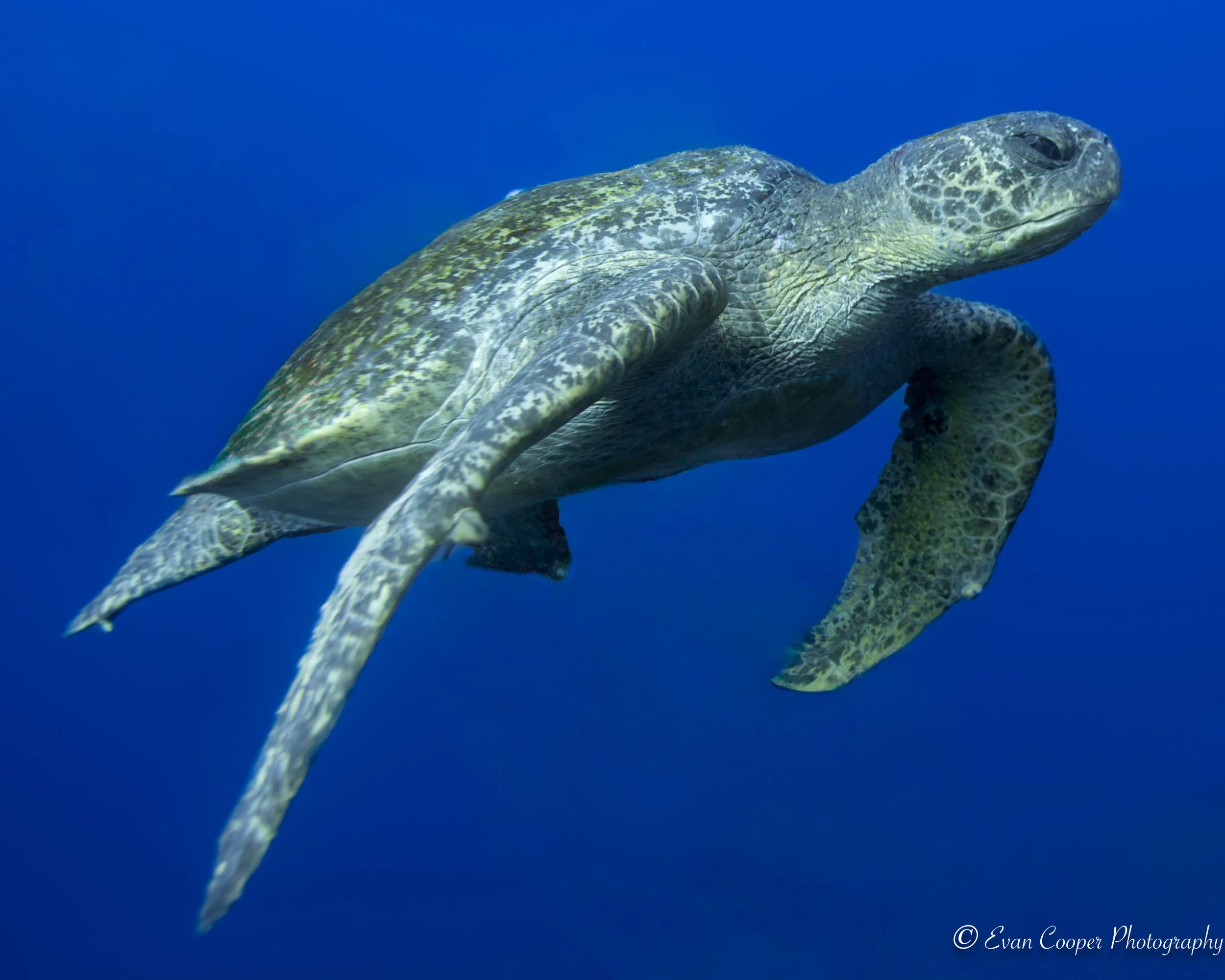Galapagos Black Turtle Close Up Full Body-1.jpg