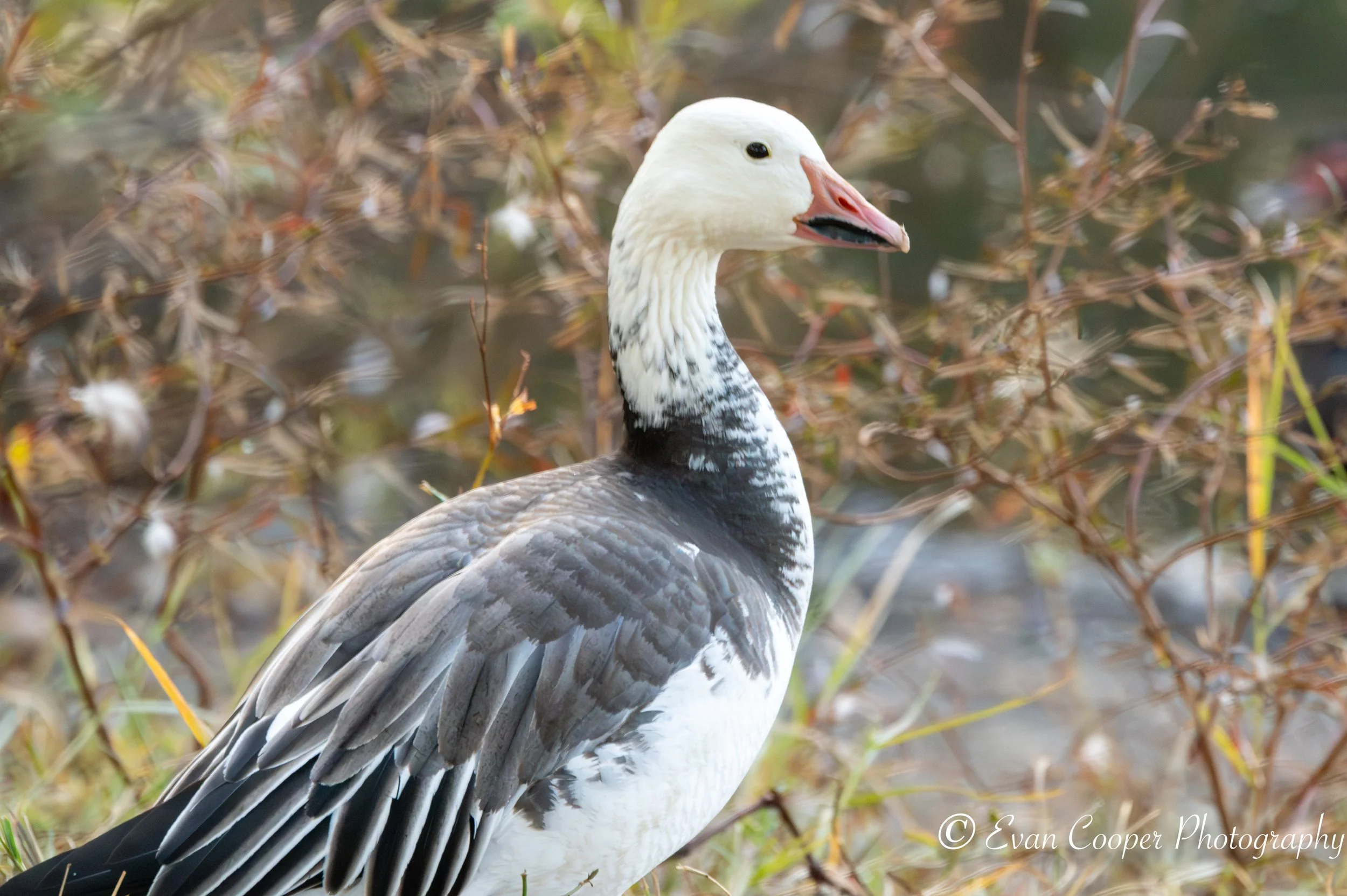 Snow Goose, Florida.