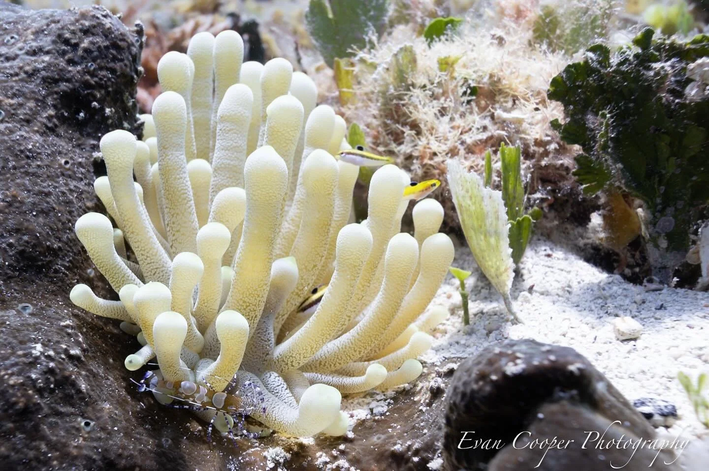 Pidersons Shrimp, Cozumel.jpg