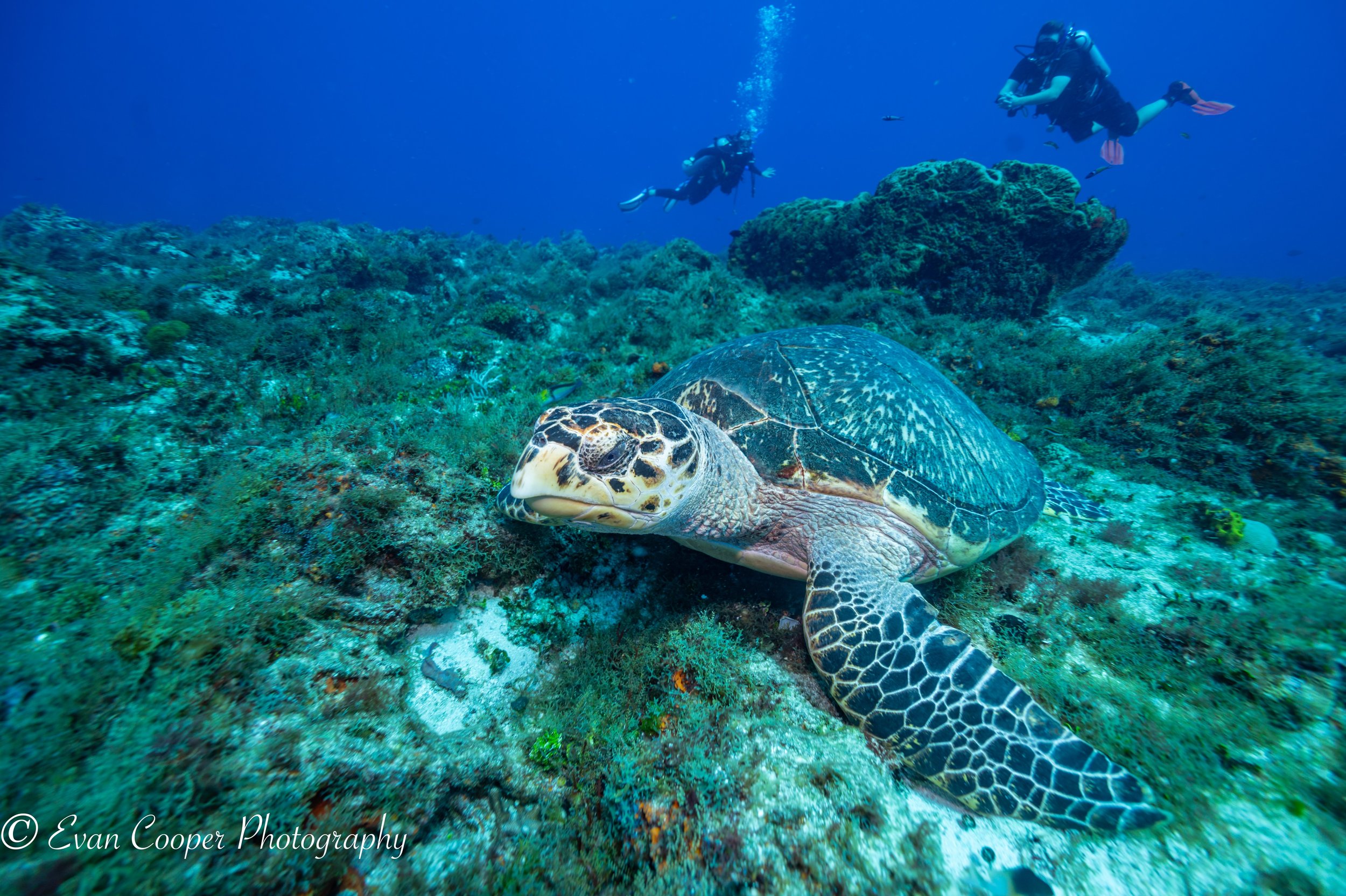 Hawksbill with divers behind, Cozumel, Mexico.