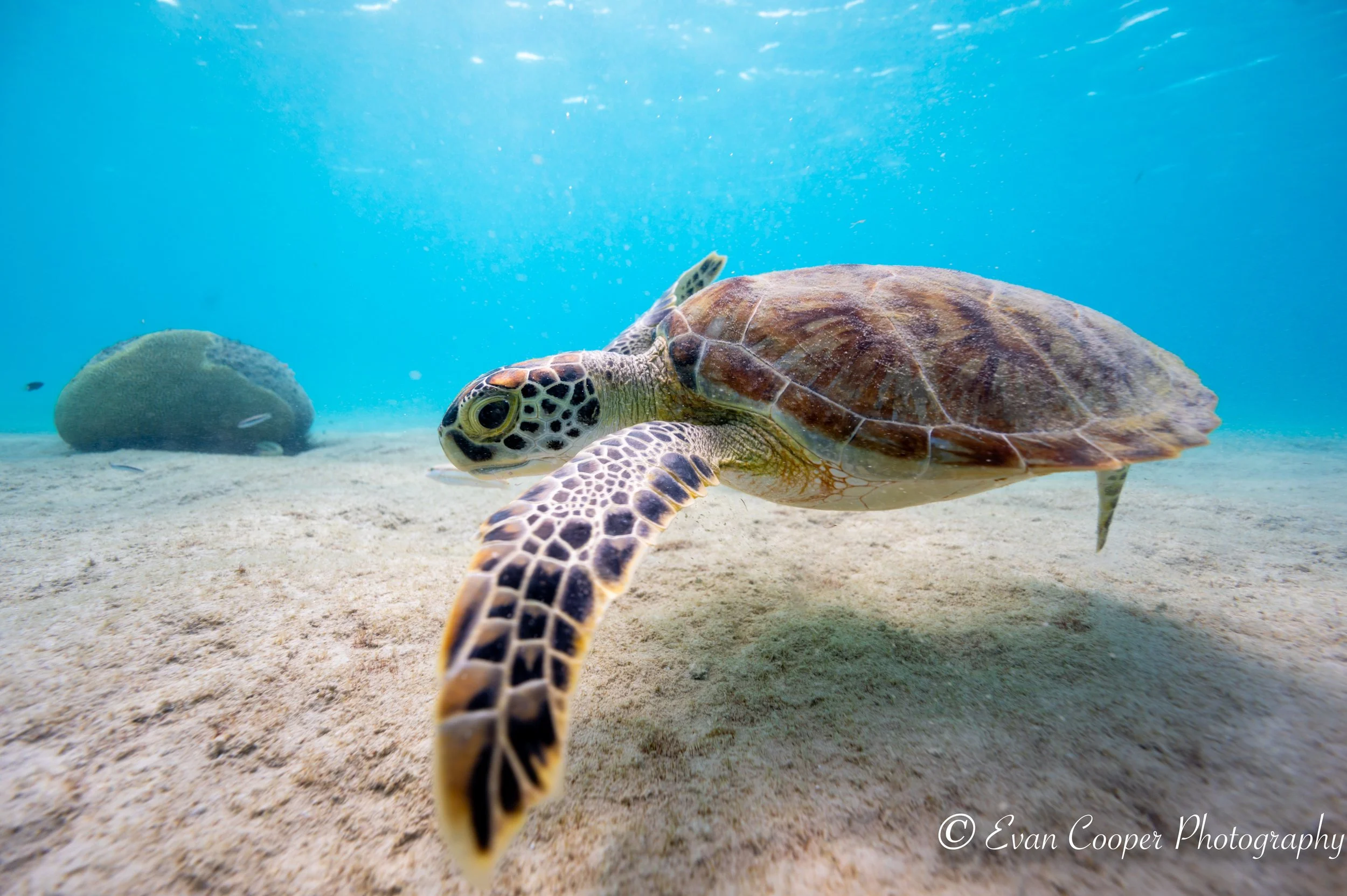 Over the Shell Shot-2.jpg