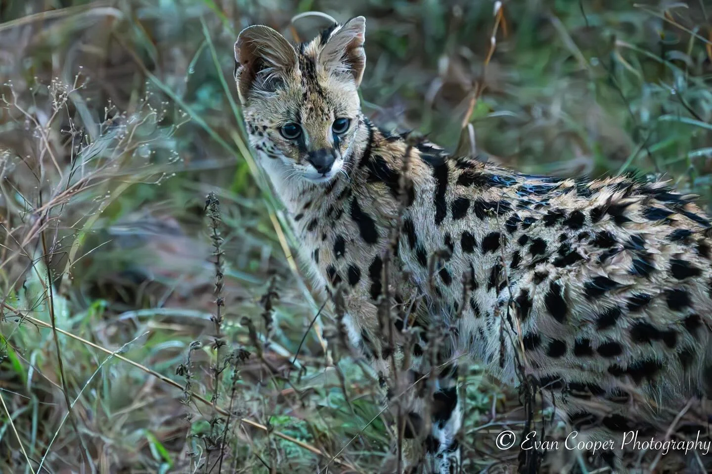 Serval.jpg