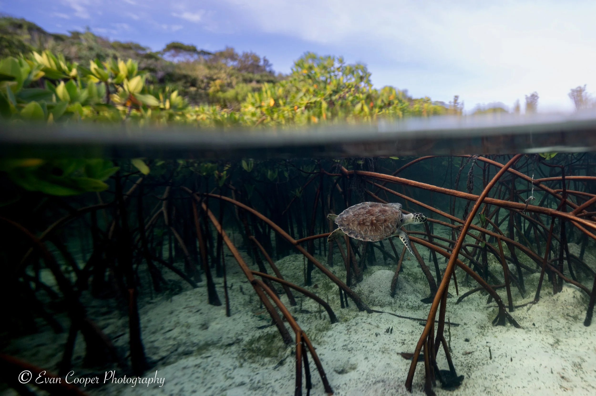 Little green, mangrove cruising, Exumas, Bahamas.