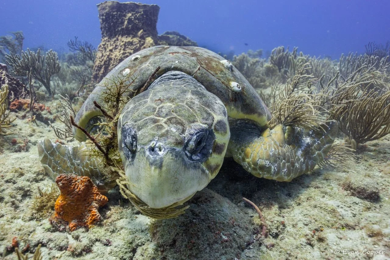 Loggerhead with sponge headshot.jpeg