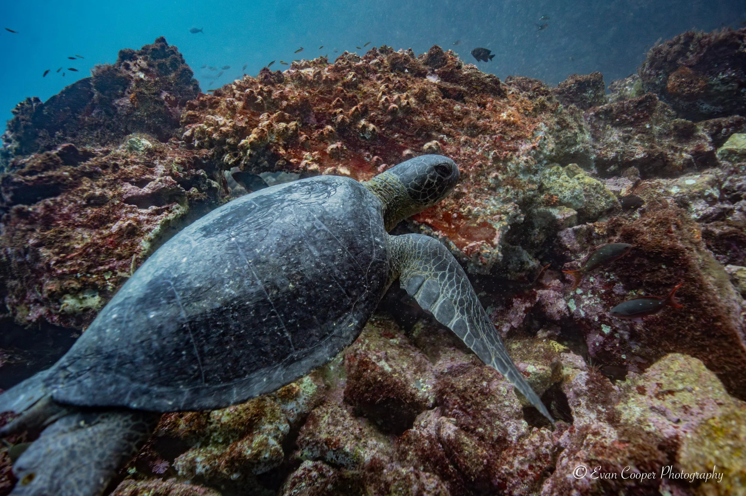 Black Turtle, Fernandina Island