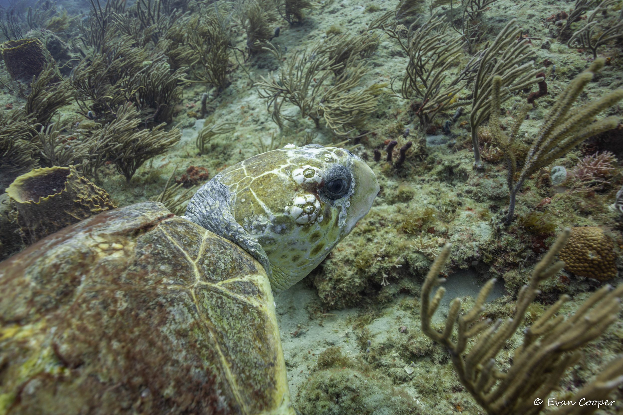Headshot, loggerhead sea turtle, West Palm Beach, Florida.