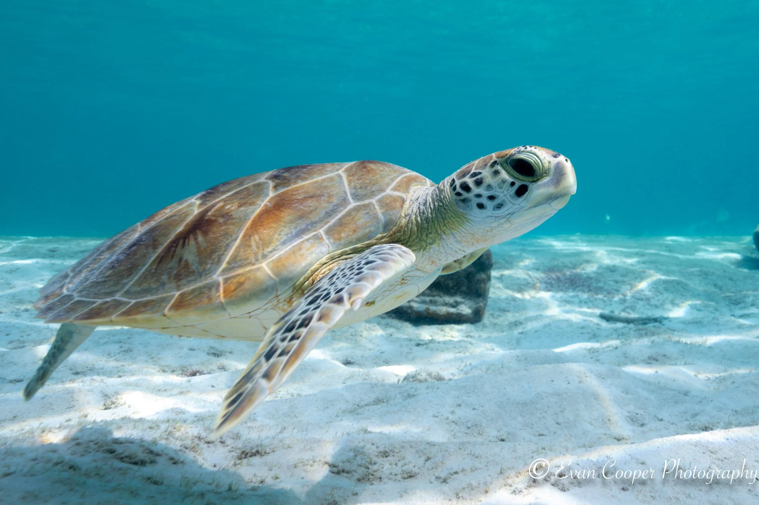 Rainbow Sea Turtle Underwater.jpg
