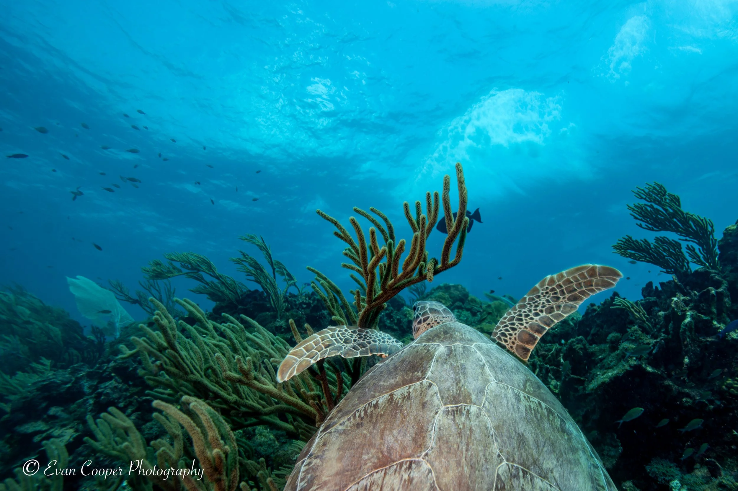 Turtles view of the world, Bonaire.