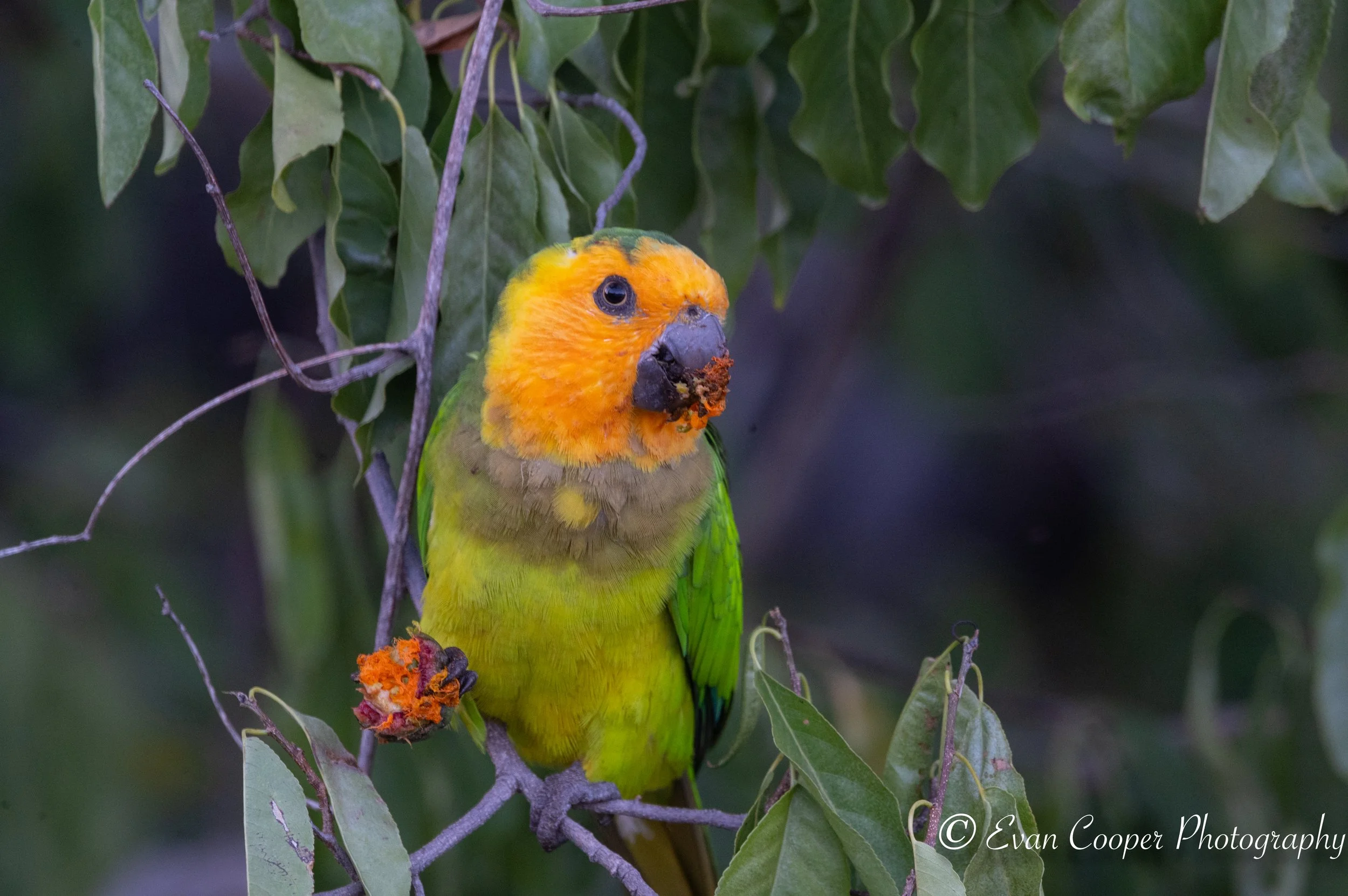 Parakeet, Bonaire.