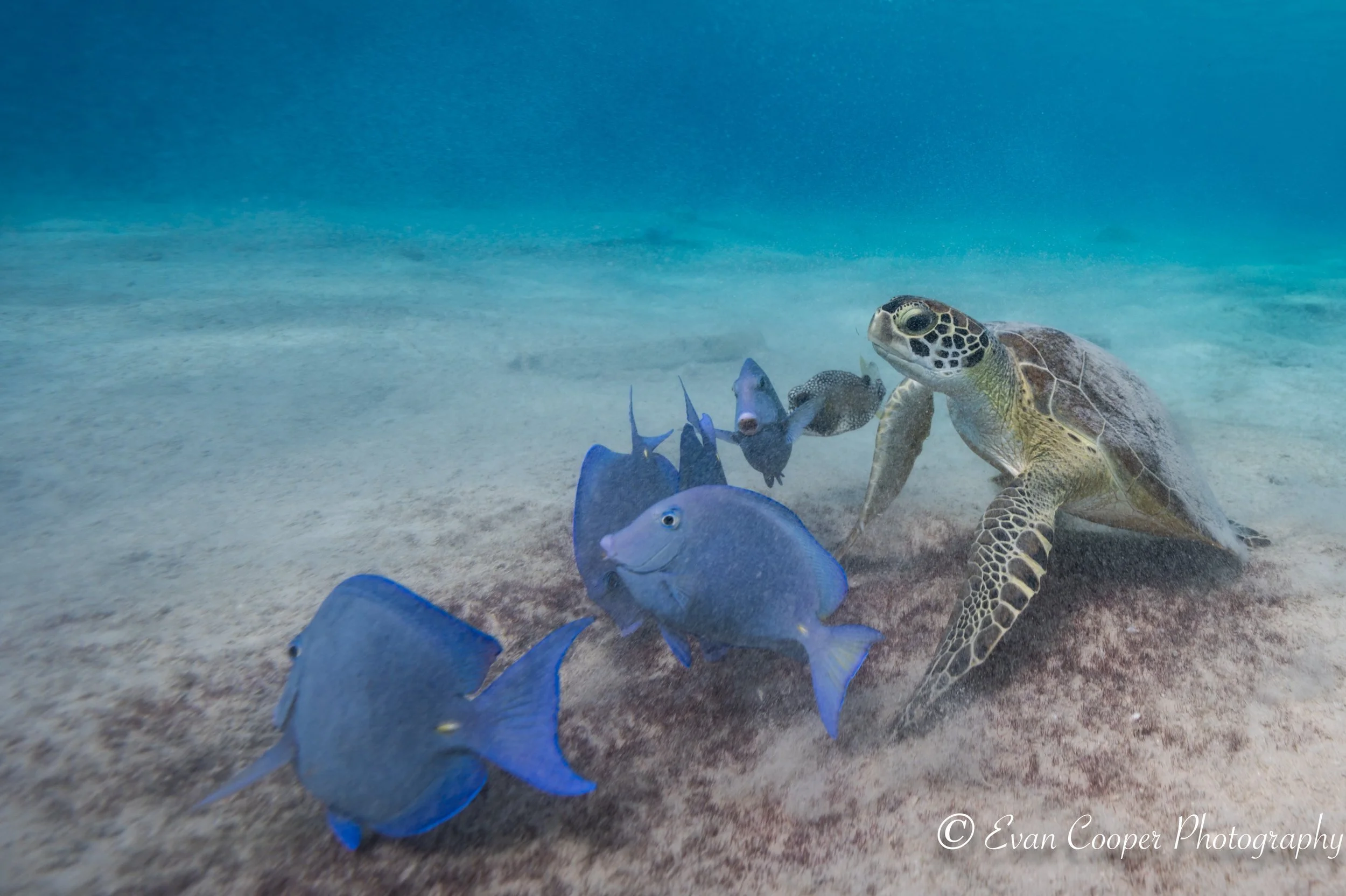A green turtle with some fish friends, Bonaire.