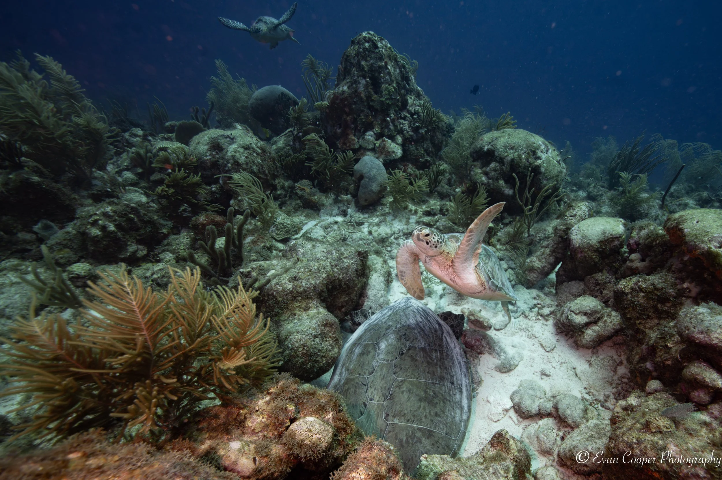 Three Turtle Together Salt Pier-1.jpg