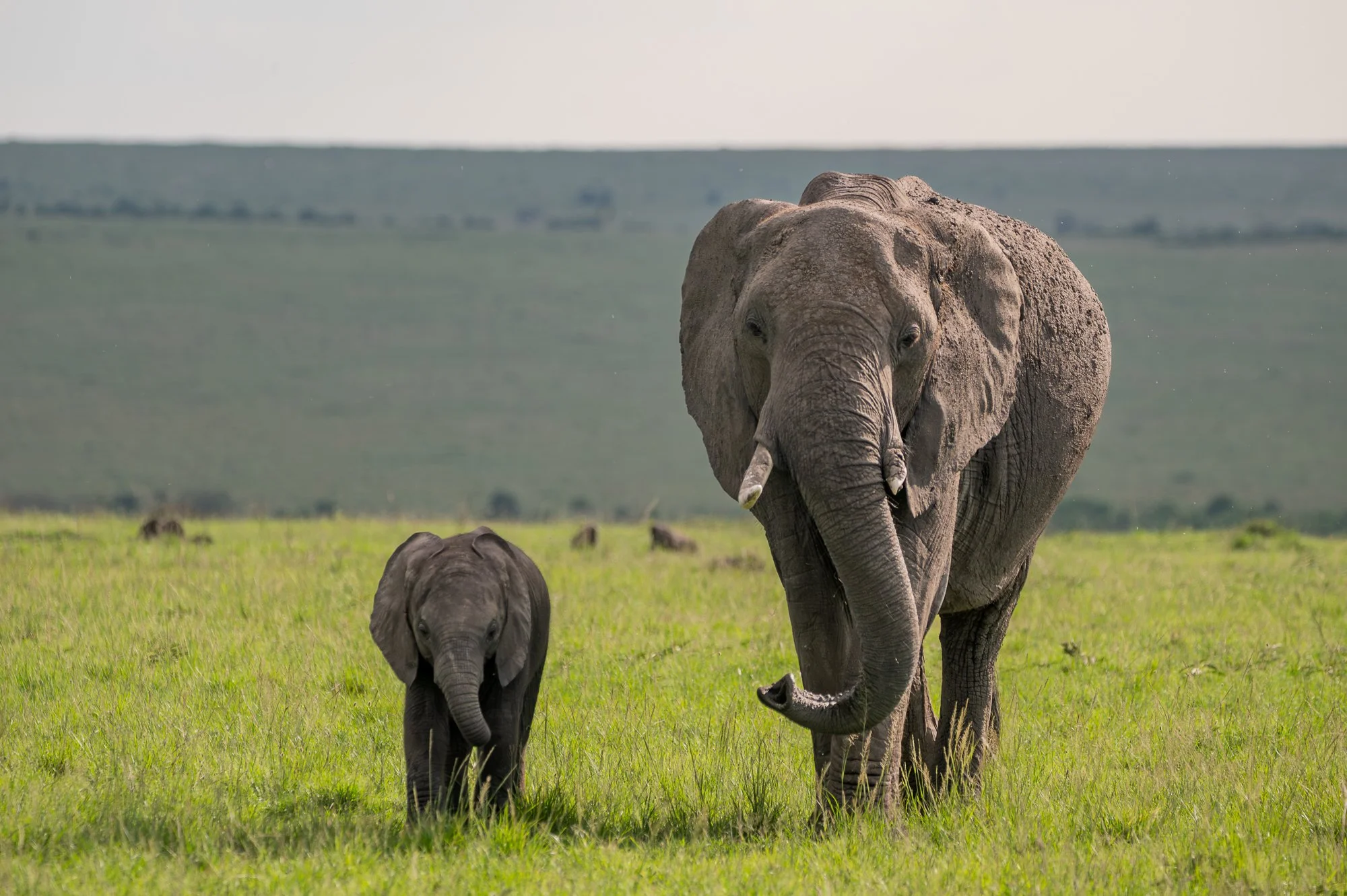 Mom and Baby Elephant-1.jpg
