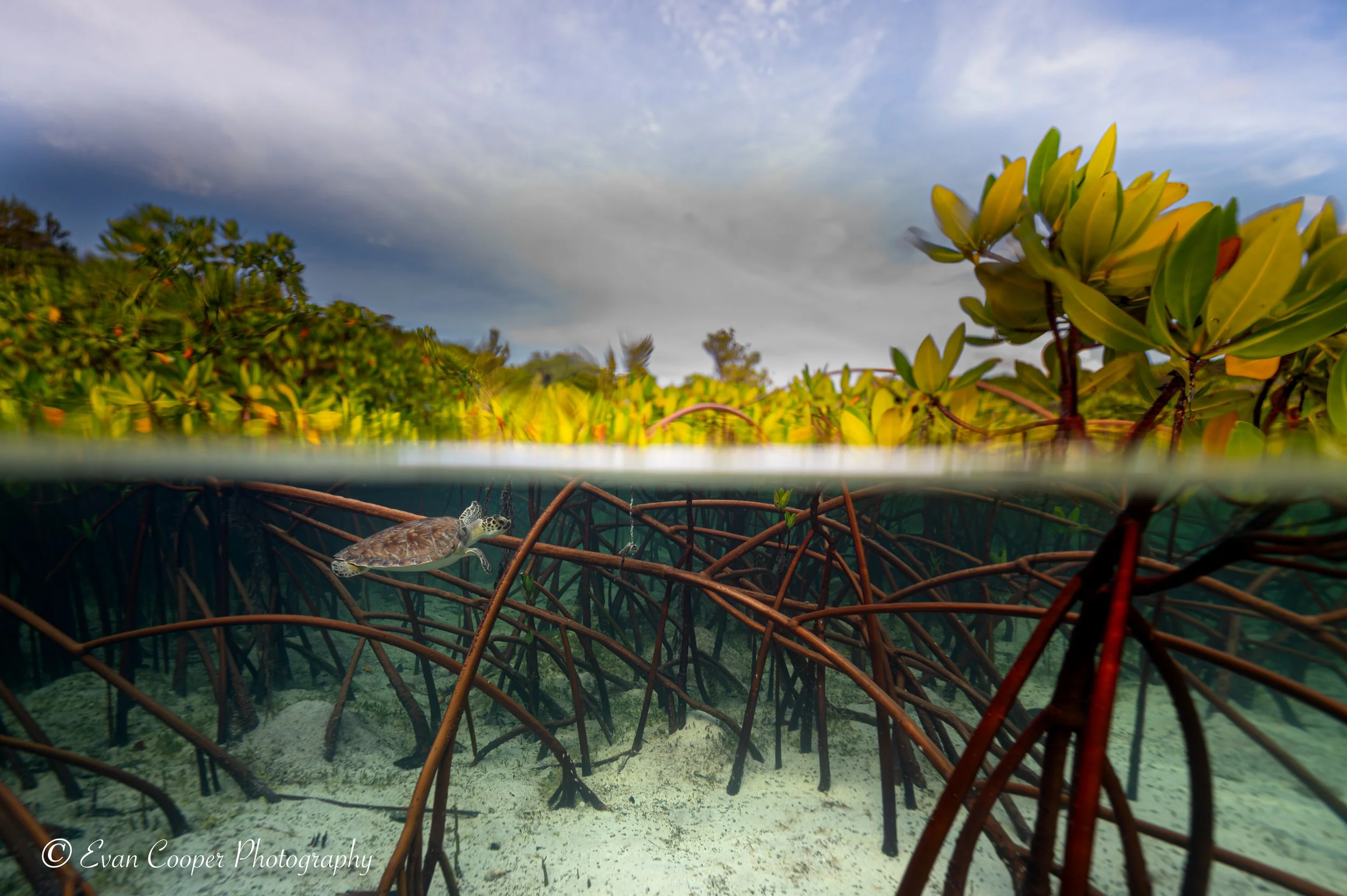 Little green turtle in the mangroves, Exumas, Bahamas.