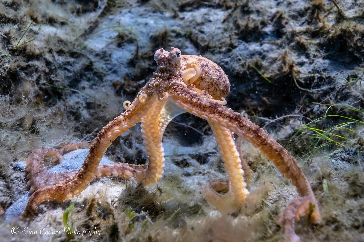 Atlantic Longarm Octopus.jpg