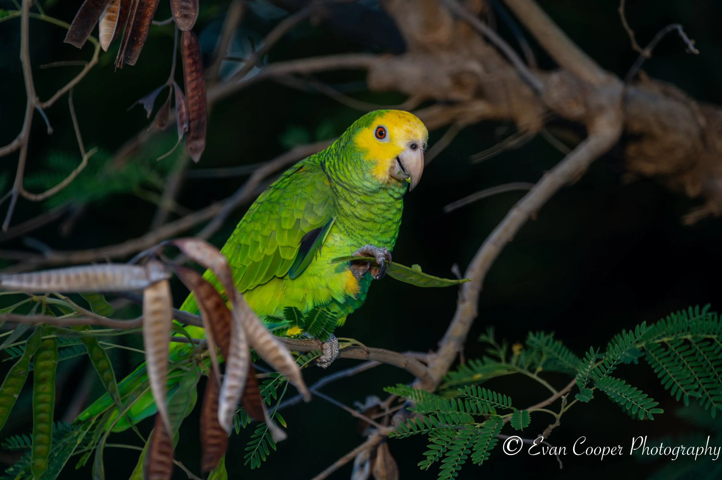 Yellow Shouldered Amazon Eating, Bonaire.