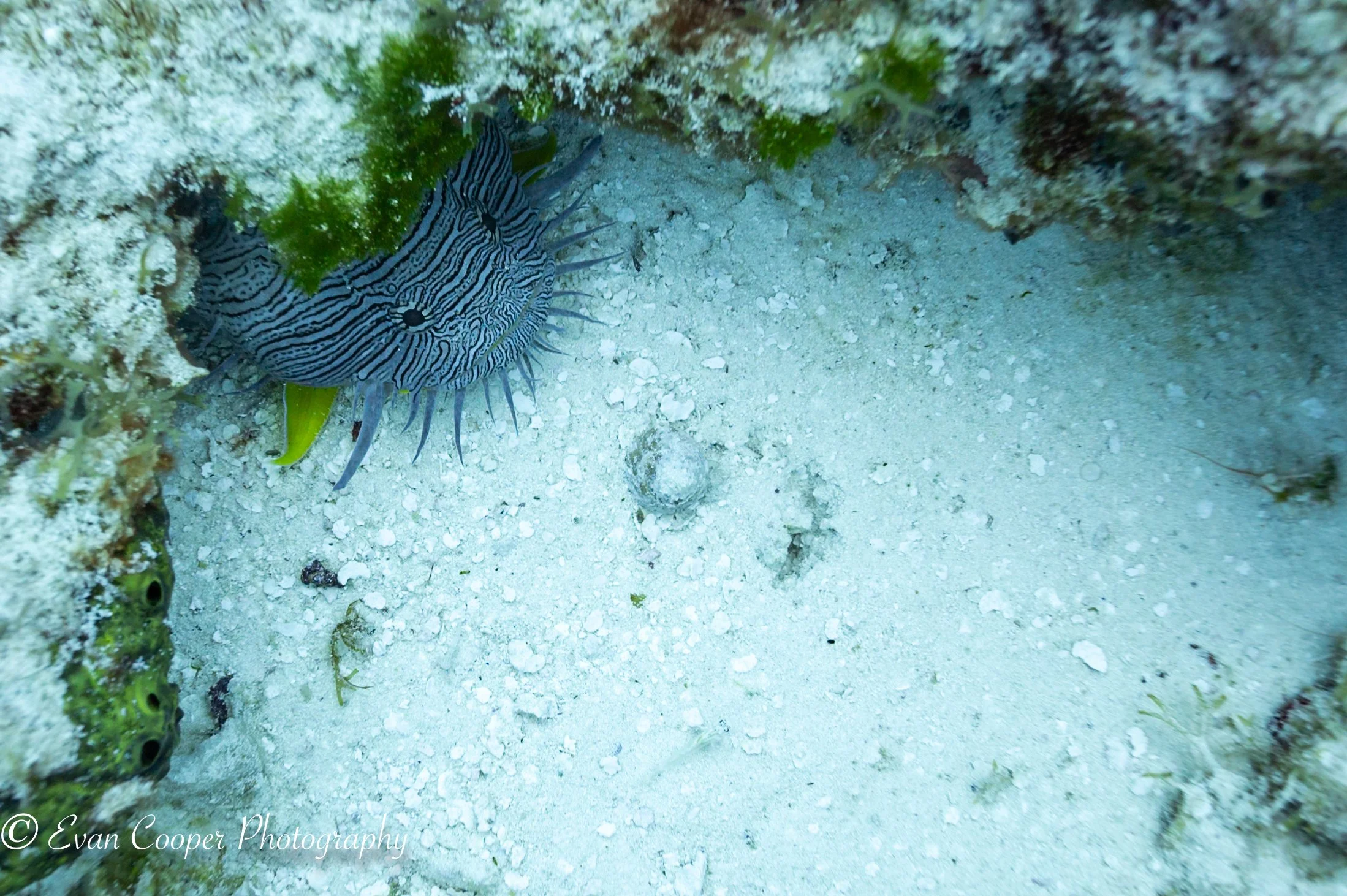 Splendid Toadfish Zoomed In-1.jpg