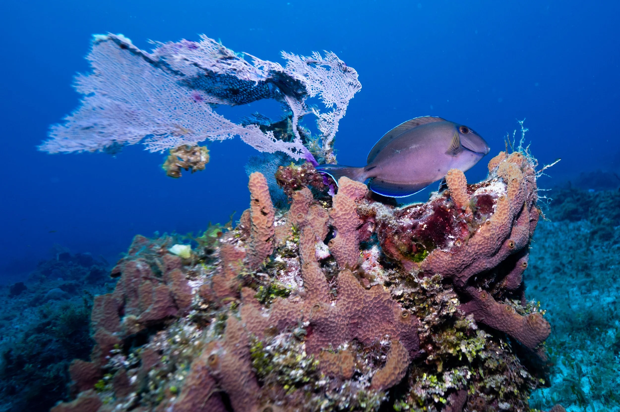 Cozmuel Shore Dives-8.jpg