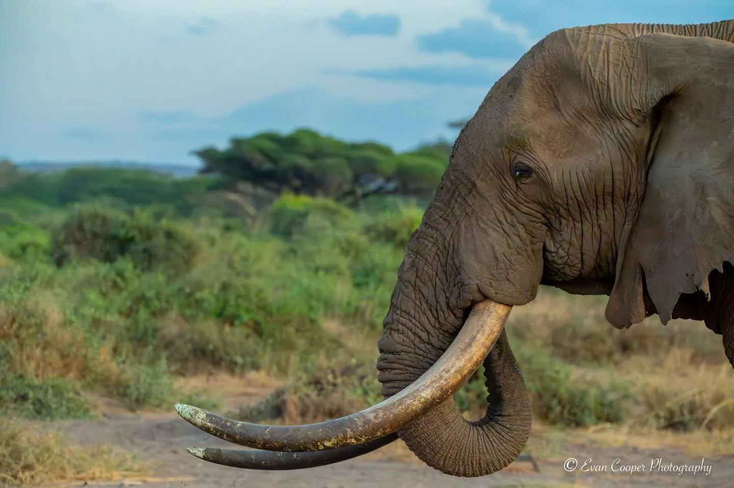 African Elephant.jpg