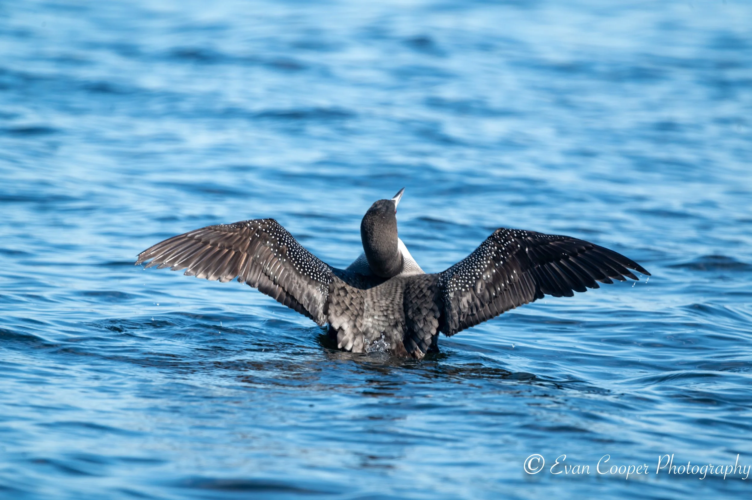 Common Loon, Florida.