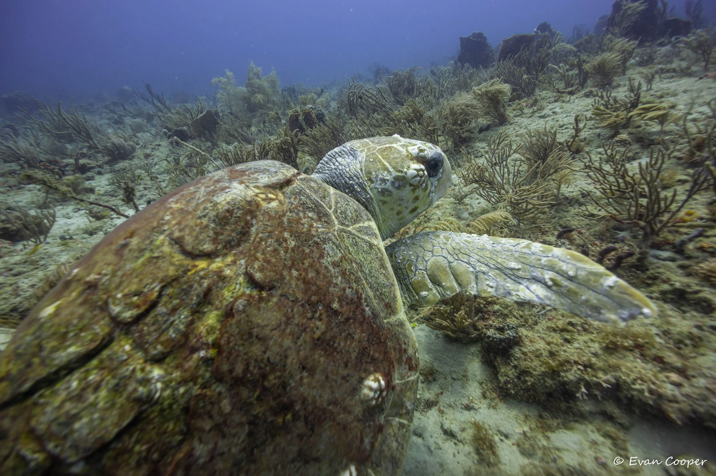 Loggerhead Boat Strike, Florida.