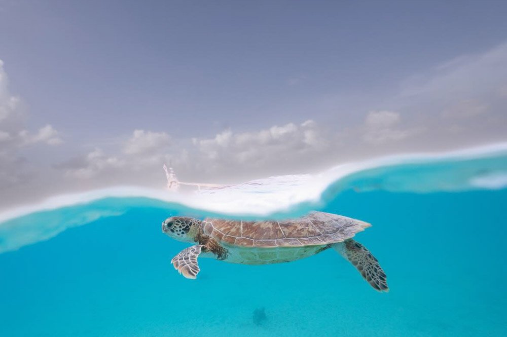 Juvenile Green Turtle  (1 of 1).jpg