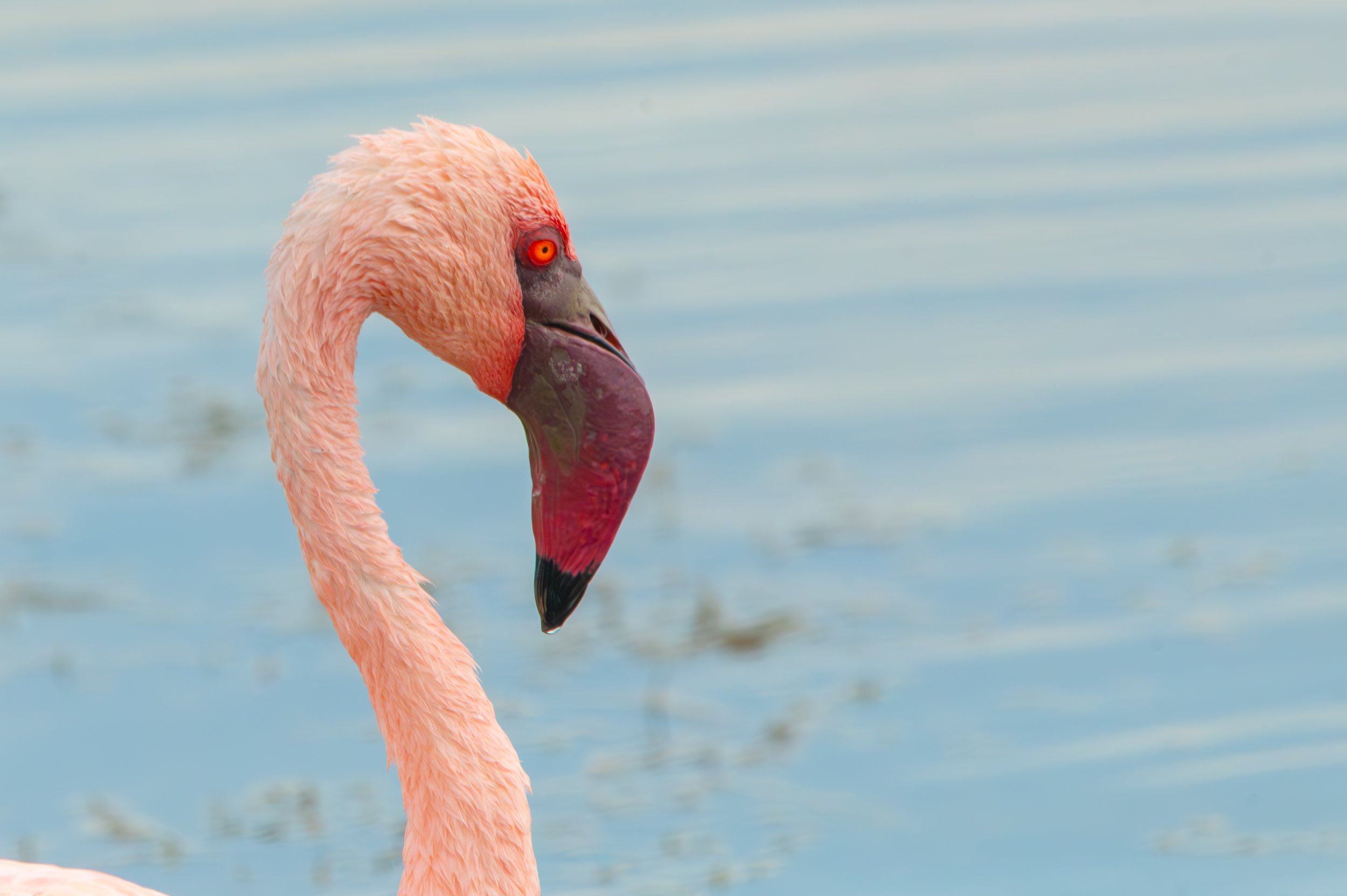 Lesser Flamingo-1.jpg