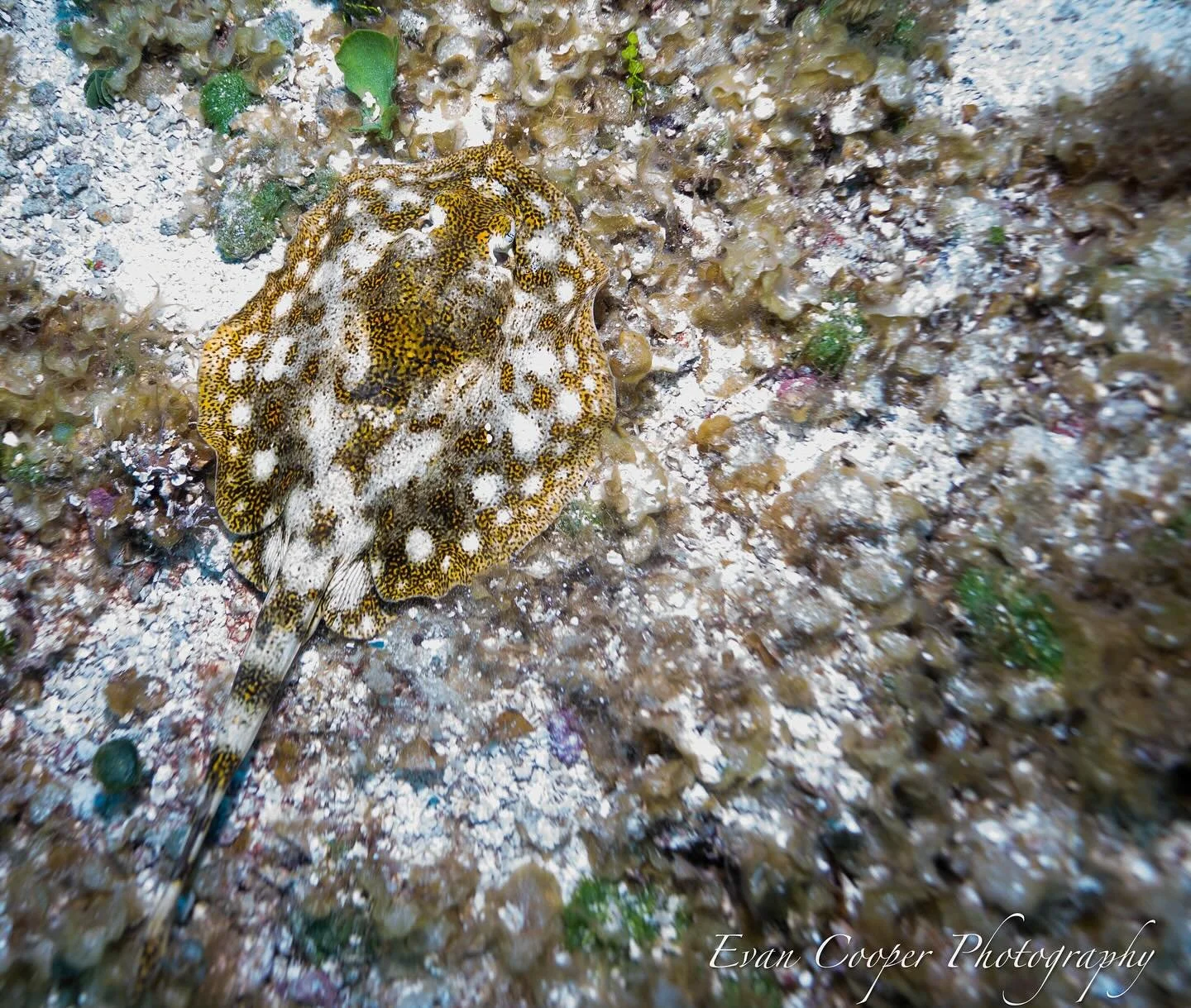 Yellow Stingray Cozumel.jpg
