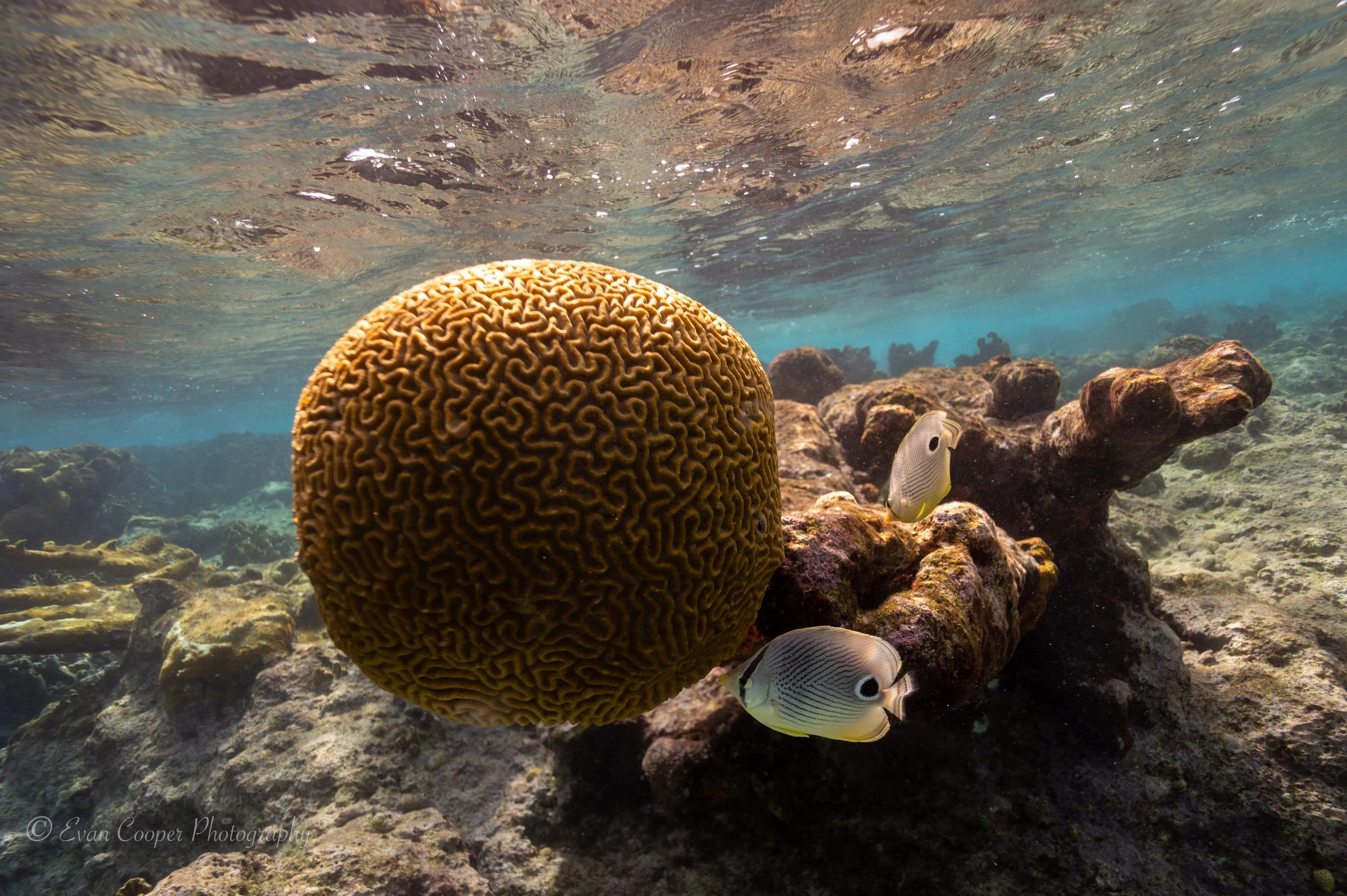Butterflyfish and Coral-1.jpg