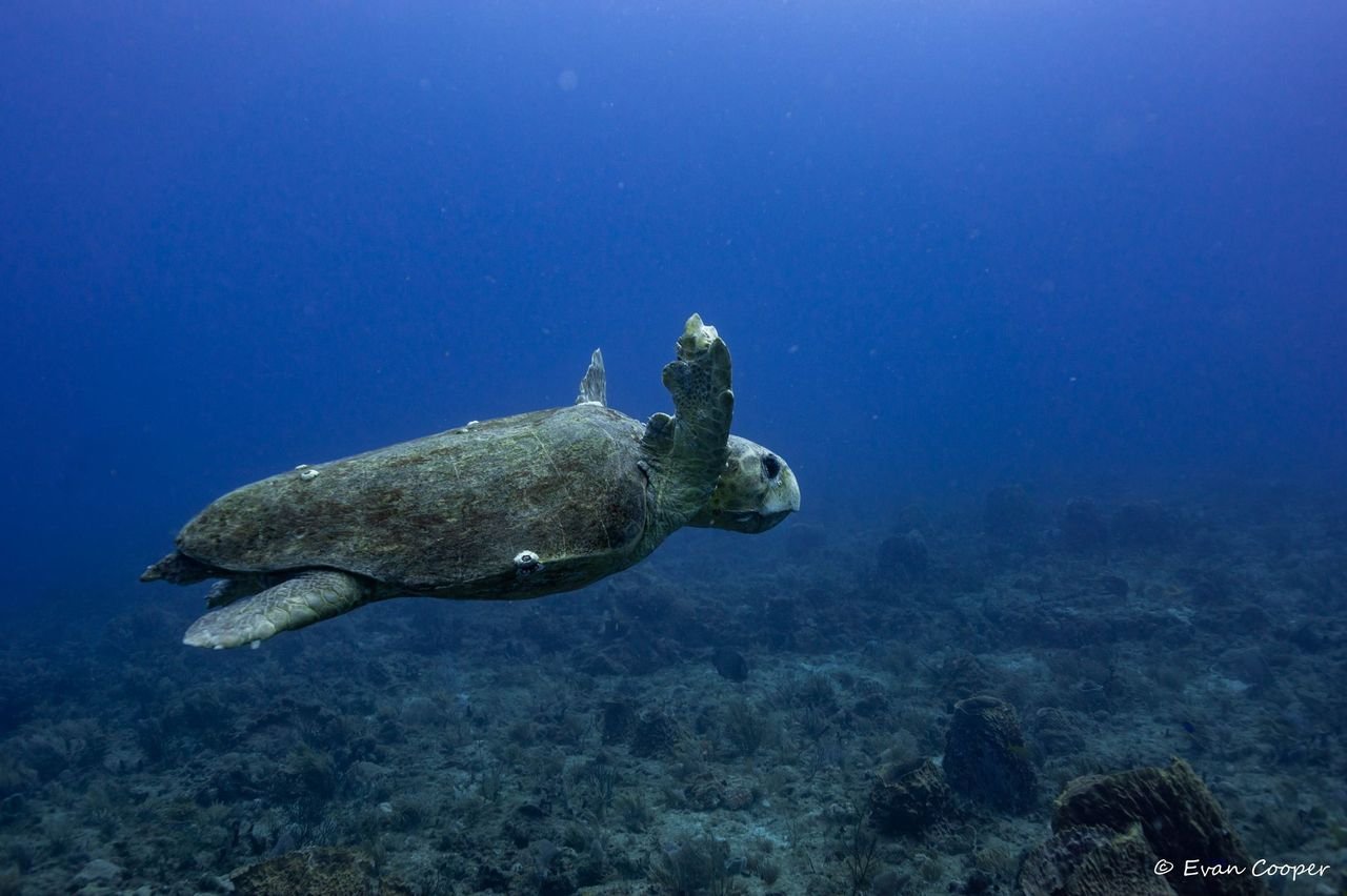 Loggerhead swimming in the blue, West Palm Beach, Florida.