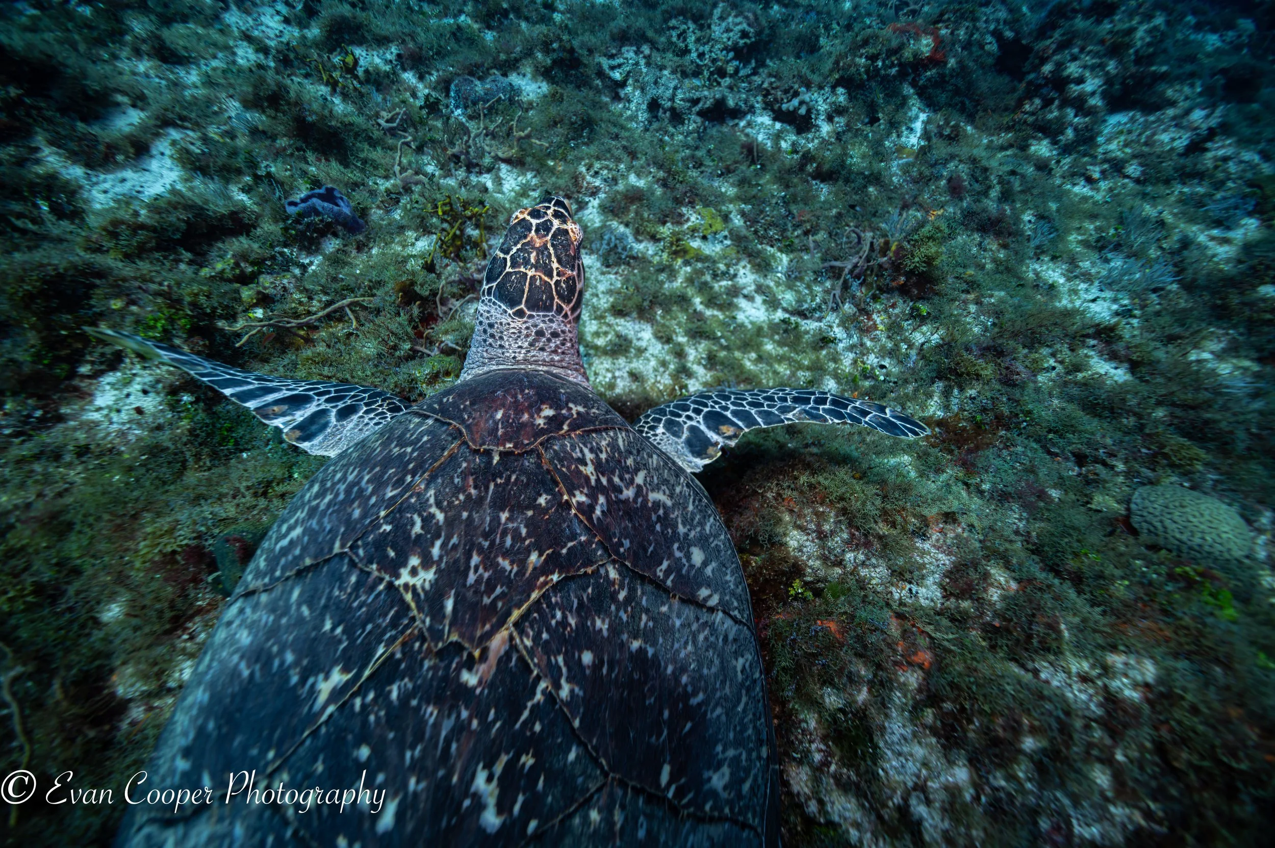 Hawksbill overhead shot, Cozumel, Mexico.