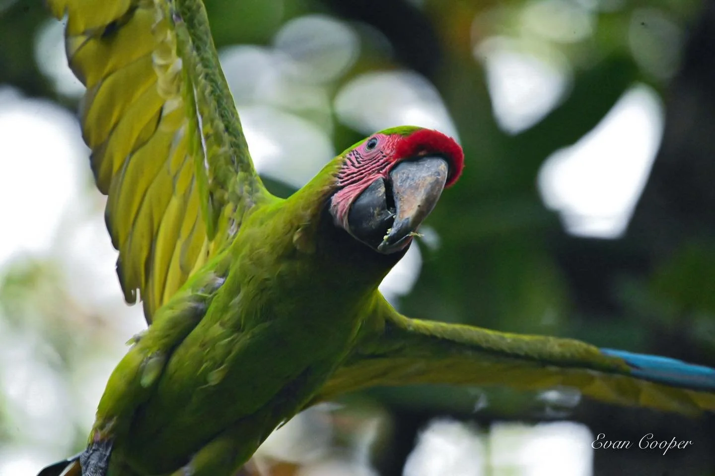 Green Macaw, Tortuguero CR.jpg