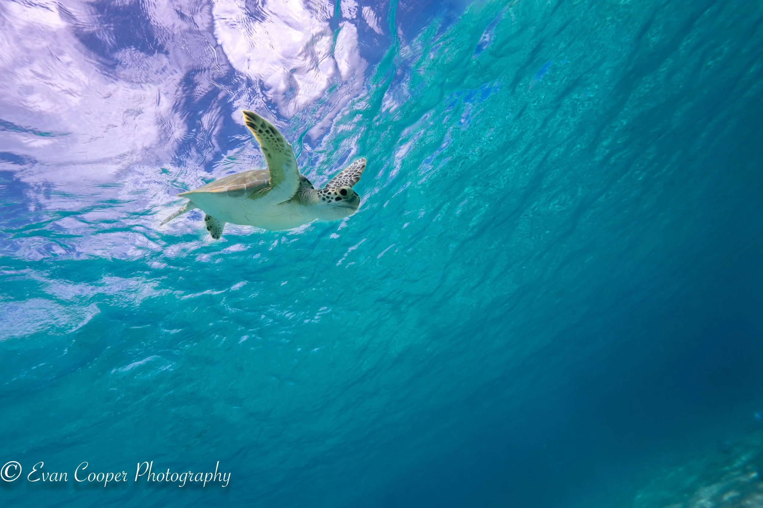 Sea Turtle Diving After A Breath