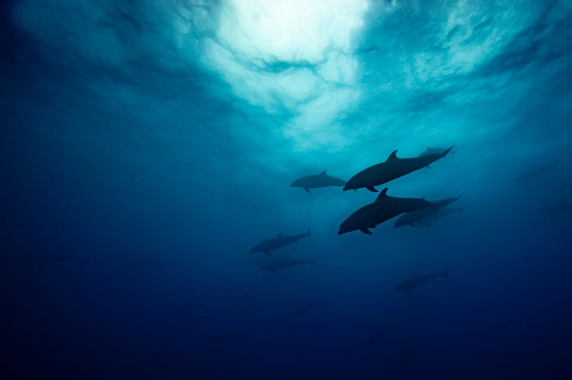 Dolphin Pod, Darwin Island