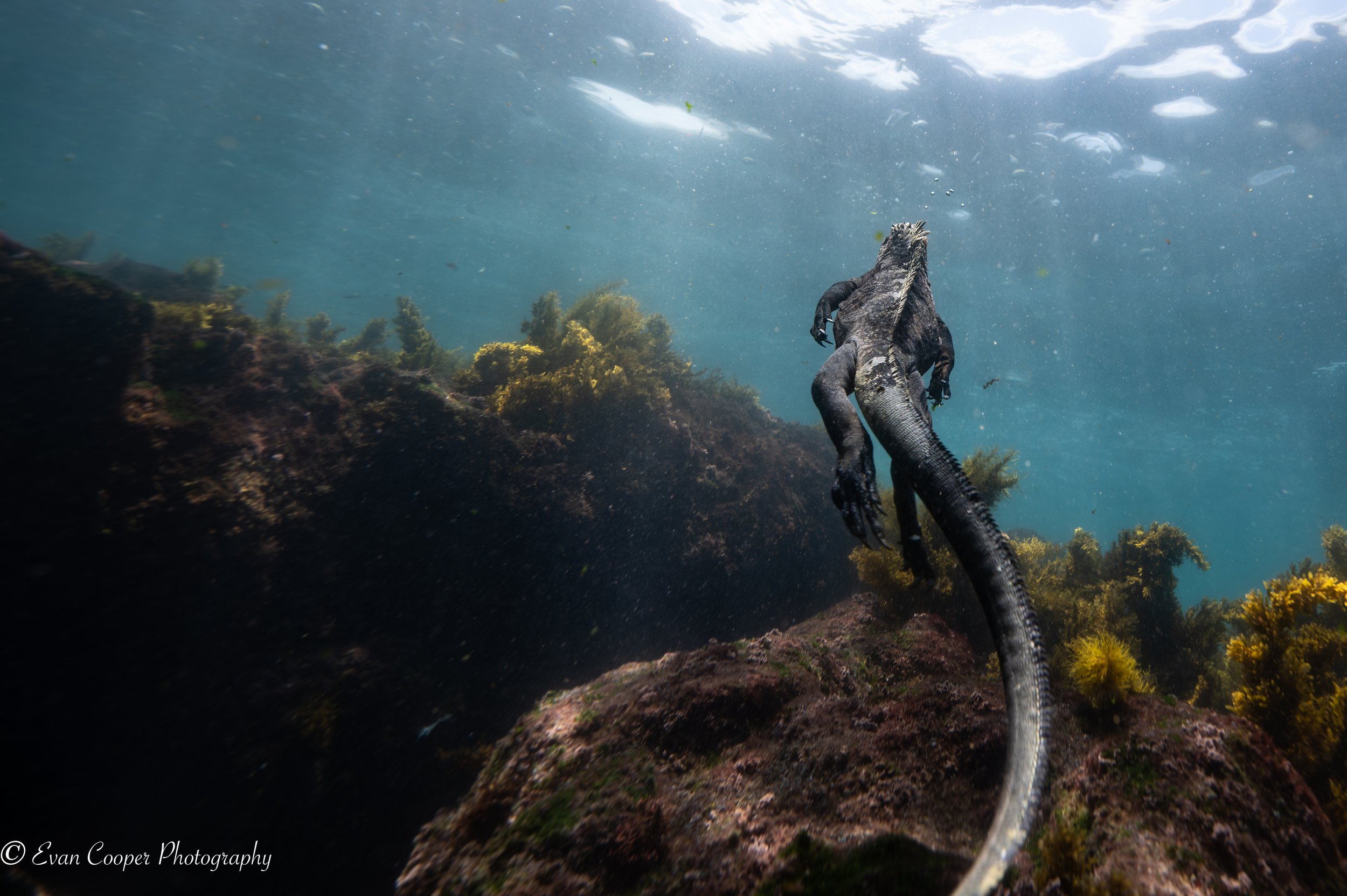 Swimming Marine Iguana, Isabela Island