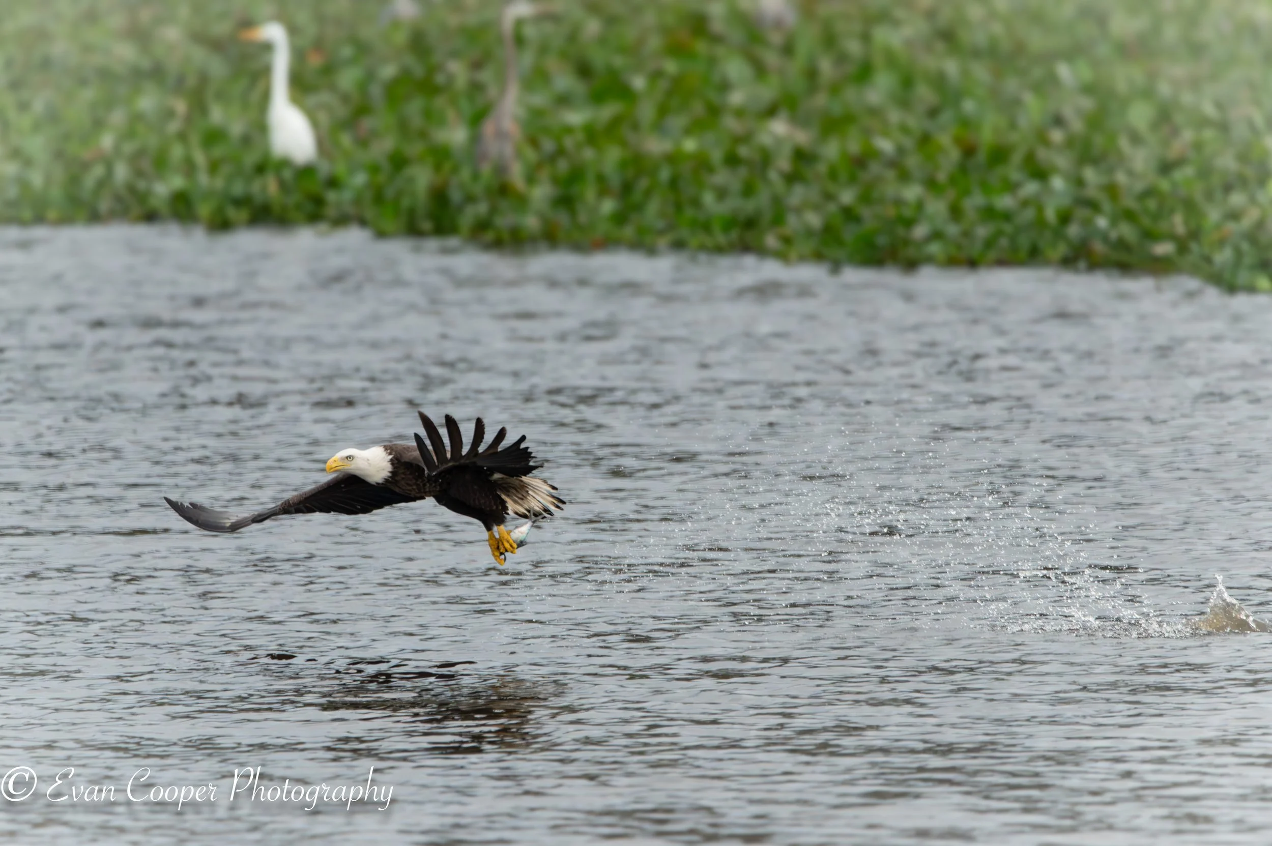 Bald Eagle With Fish, Florida.