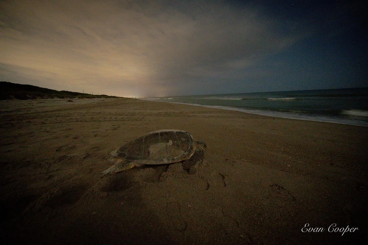 Nesting green turtle, Melbourne Beach, Florida.
