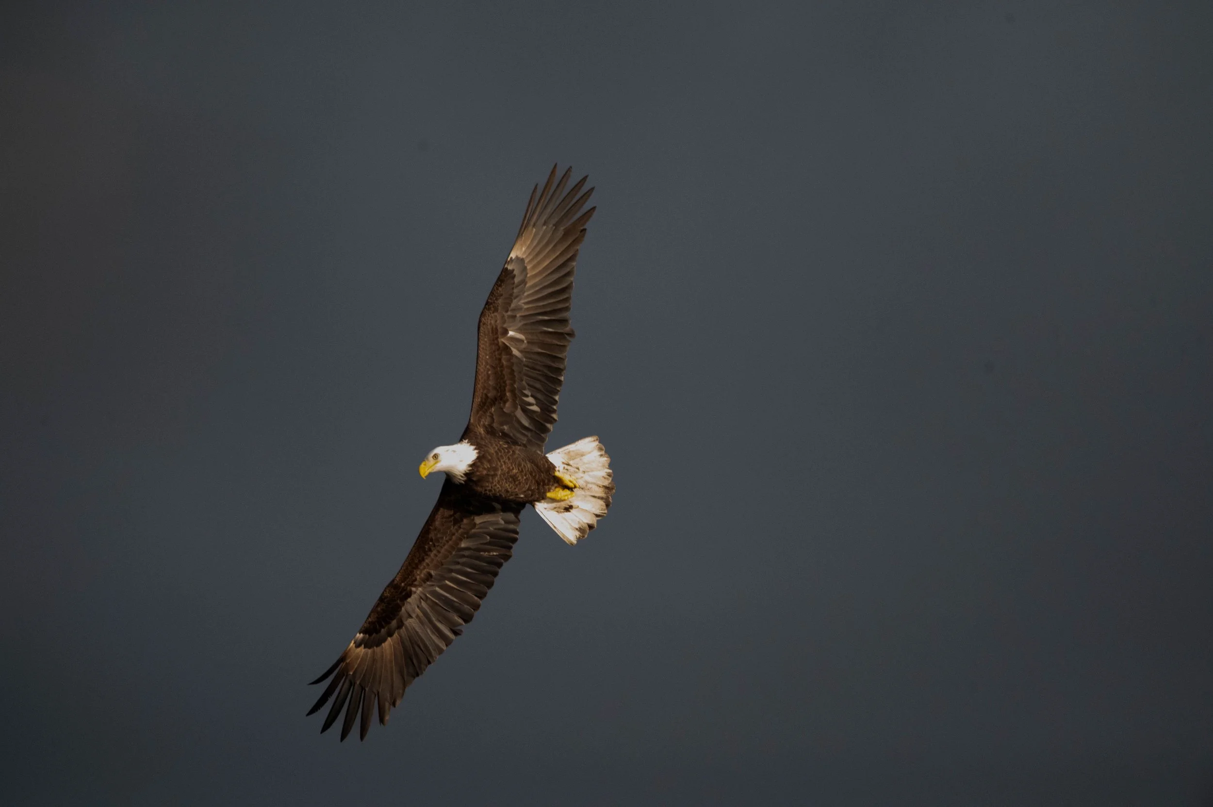 Bald Eagle Flying, Florida.