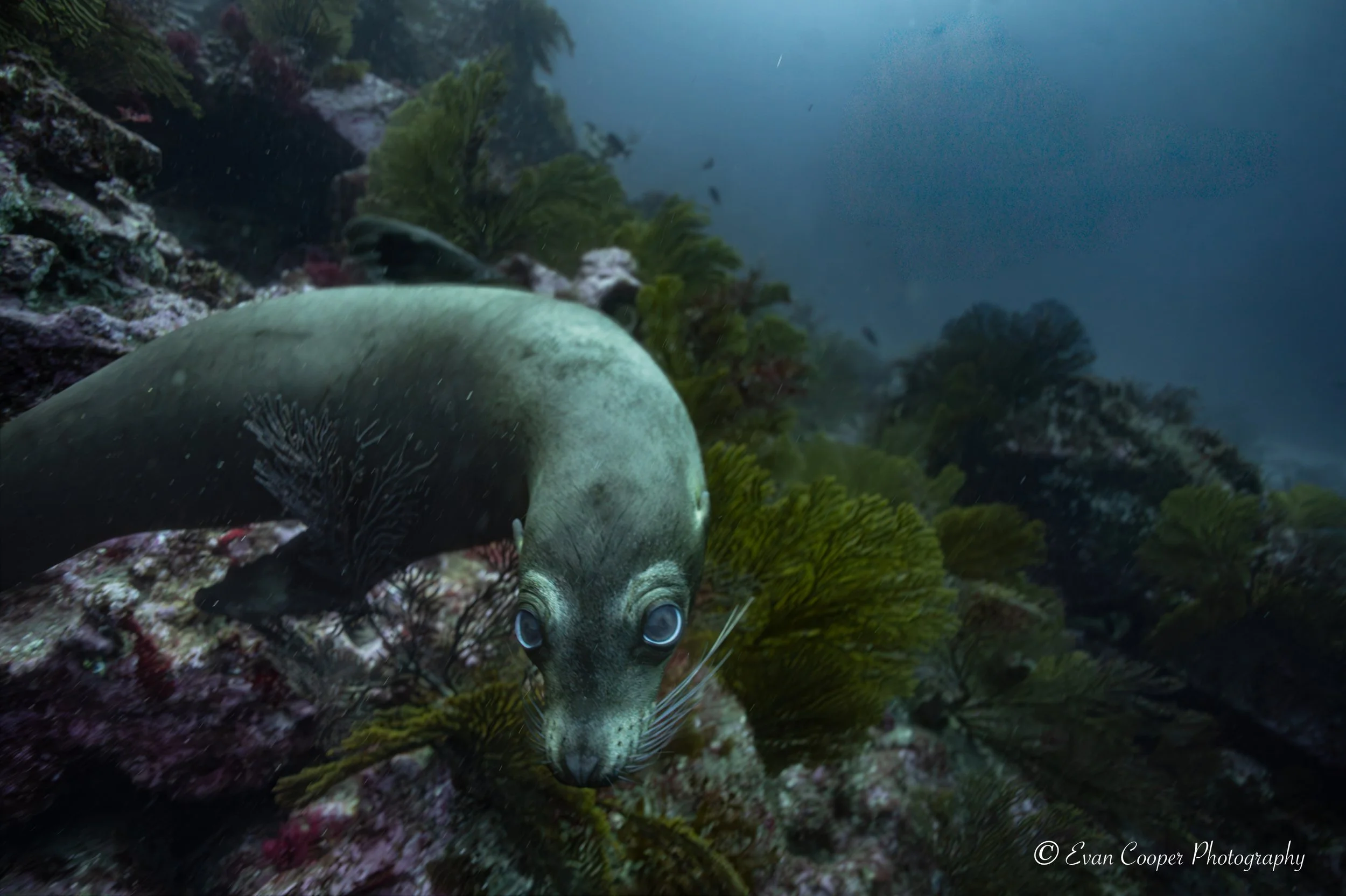 Galapagos sea lion, Fernandina Island